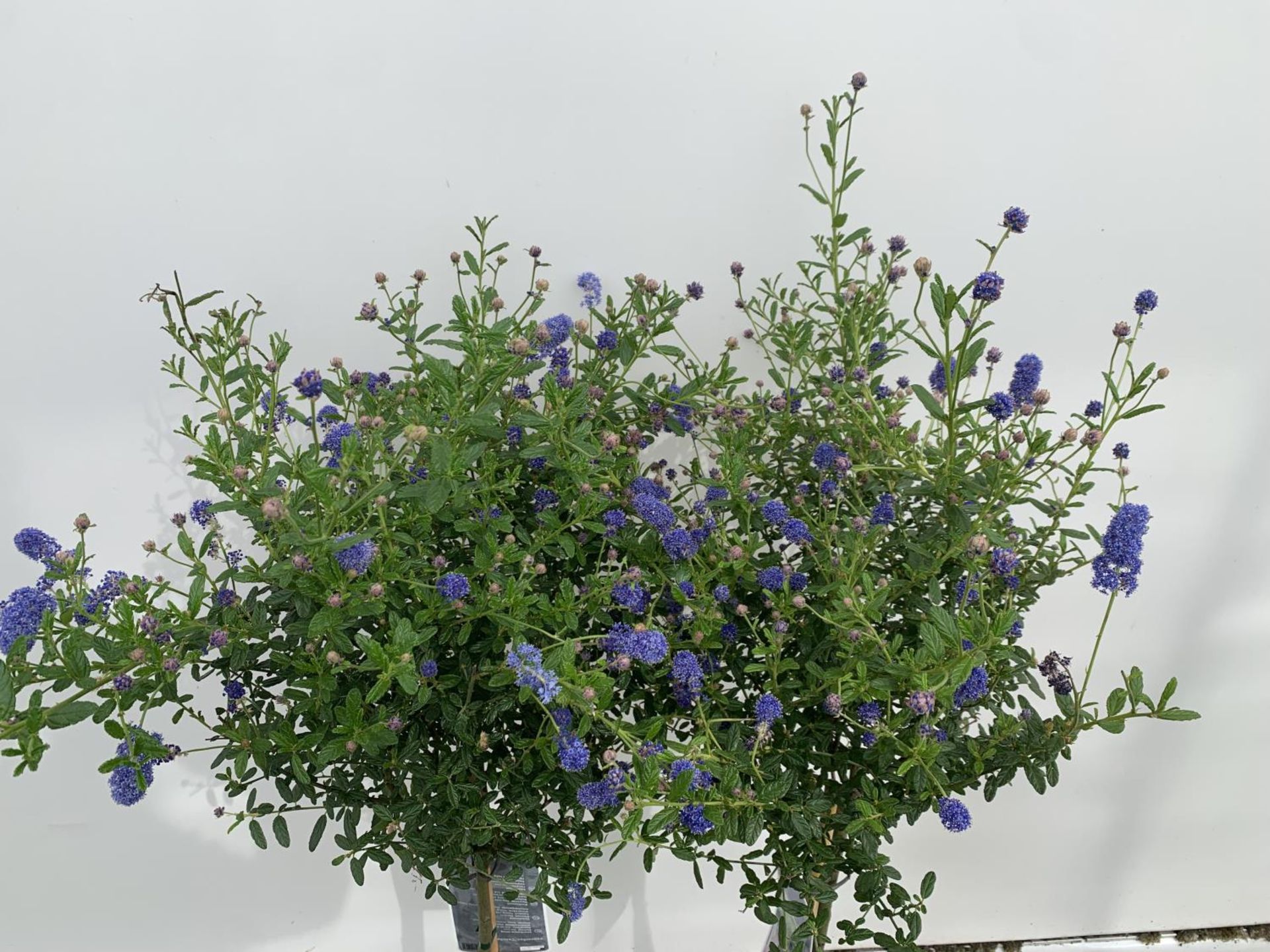 TWO CEANOTHUS STANDARD TREES 'CONCHA' IN FLOWER APPROX 120CM IN HEIGHT IN 3 LTR POTS PLUS VAT TO - Image 4 of 6