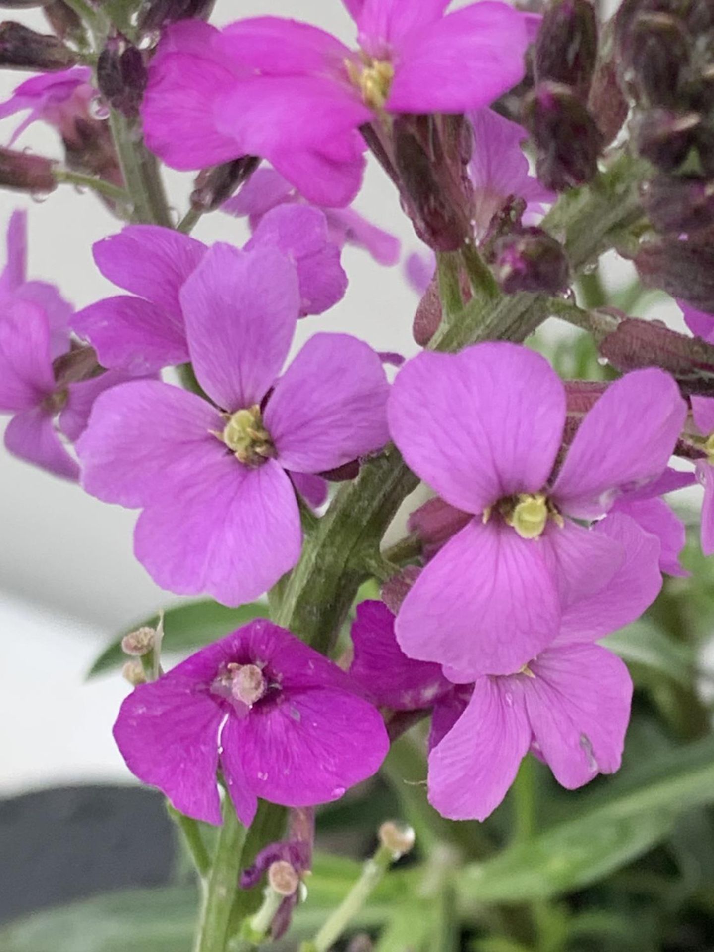 SIX ERYSIMUM BOWLES MAUVE IN 2 LTR POTS 40-50CM TALL TO BE SOLD FOR THE SIX PLUS VAT - Image 4 of 5