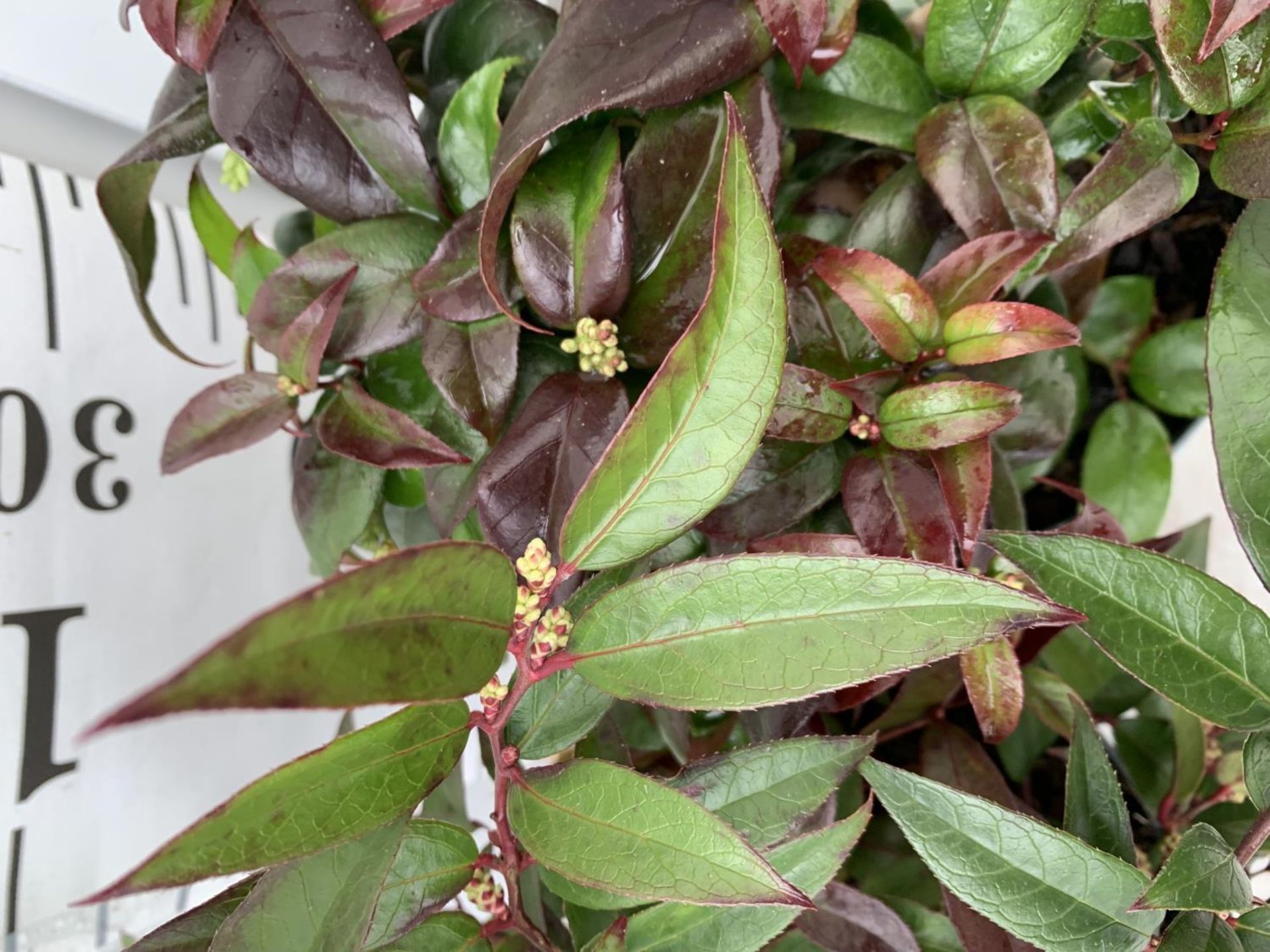 TWO LEUCOTHOE DARK DIAMOND AND ROYAL RUBY IN 2 LTR POTS 35CM TALL PLUS VAT TO BE SOLD FOR THE TWO - Image 3 of 5
