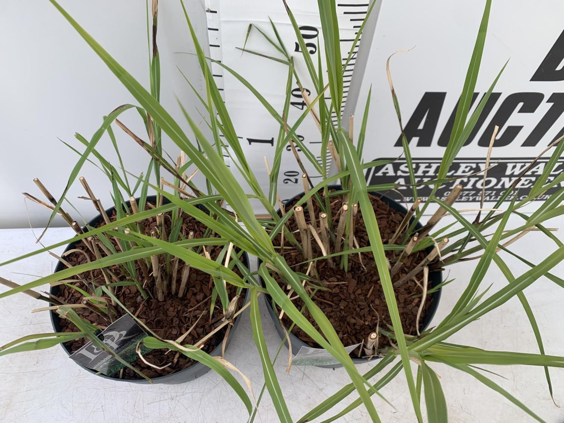 TWO ORNAMENTAL GRASSES 'MISCANTHUS MALEPARTUS' APPROX 75CM IN HEIGHT IN 4 LTR POTS PLUS VAT TO BE - Image 2 of 6
