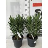 TWO OLEANDER NERIUM SHRUBS MULTICOLOURED APPROX 60CM TALL IN 4 LTR POTS PLUS VAT TO BE SOLD FOR
