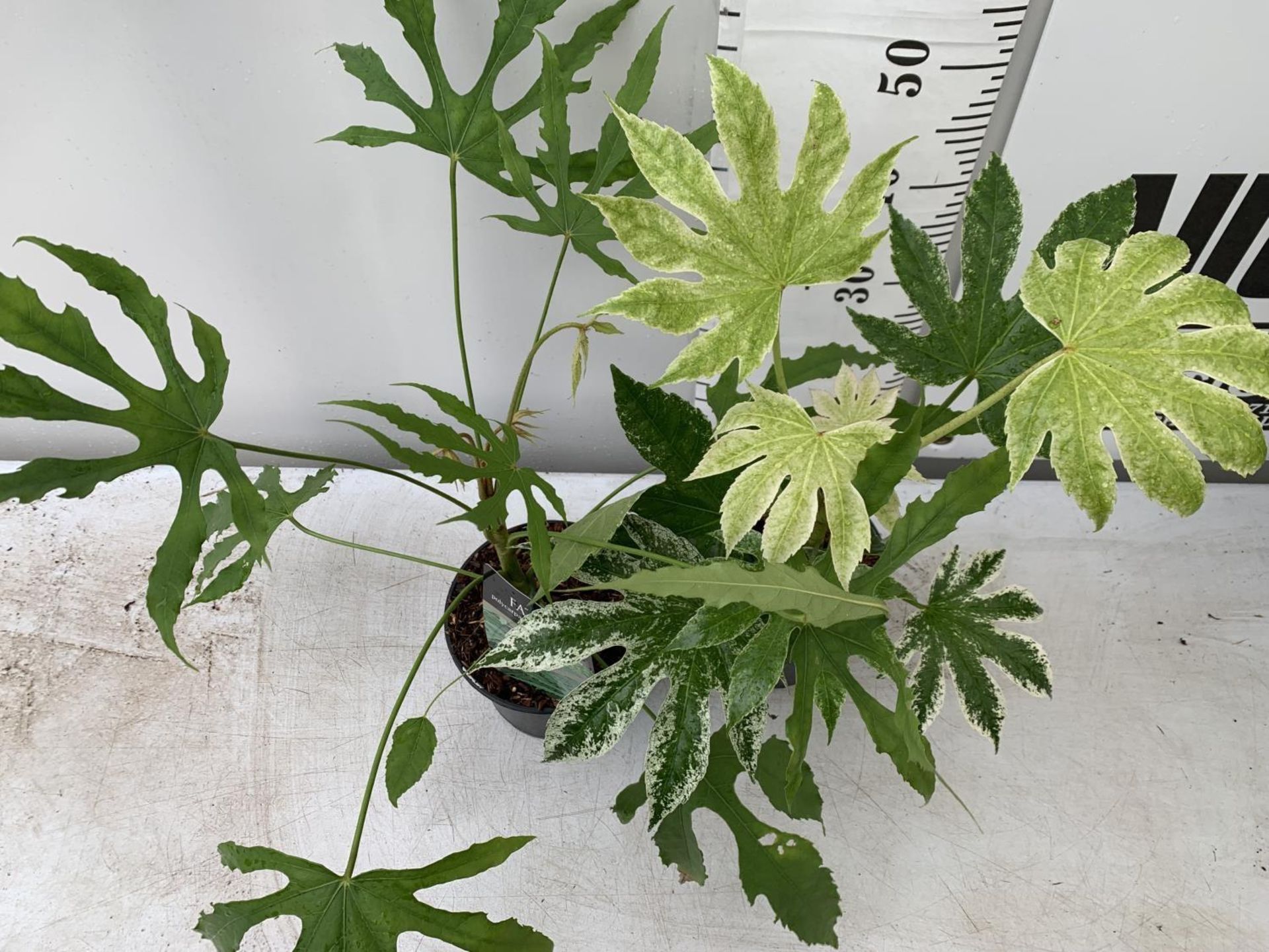 TWO FATSIA JAPONICA 'SPIDERS WEB' AND FATSIA POLYCARPA 'GREEN FINGERS' IN 2 LTR POTS 60CM TALL - Bild 3 aus 7