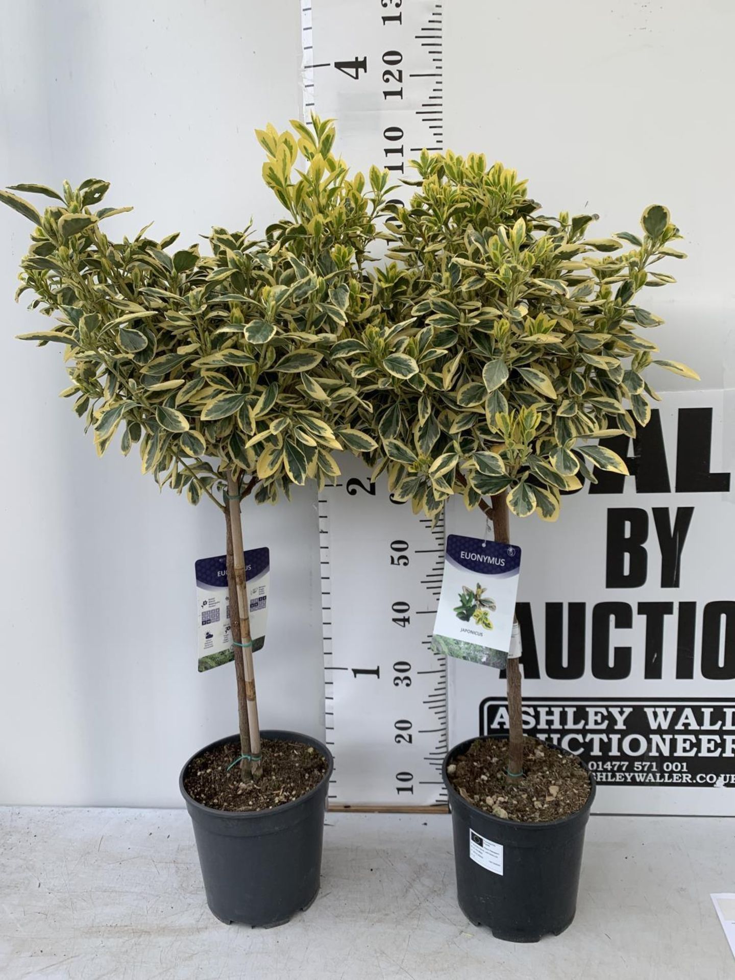 TWO LARGE EUONYMUS JAPONICUS STANDARD TREES APPROX 110CM IN HEIGHT IN 5LTR POTS PLUS VAT TO BE