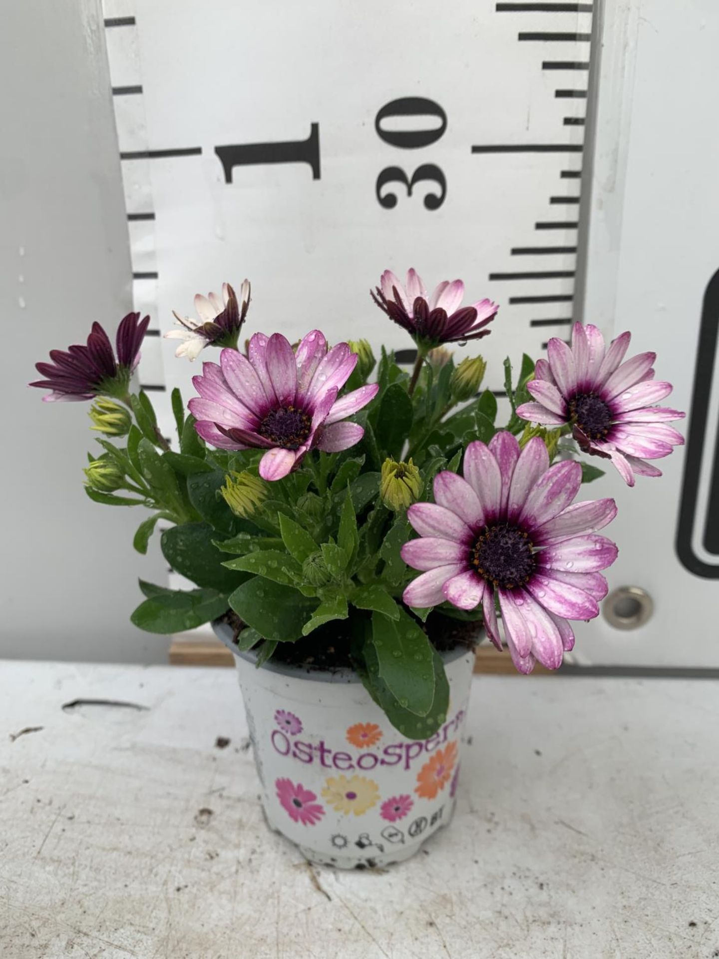 TWELVE PINK AND WHITE COLOURED OSTEOSPERMUM PLANTS TO BE SOLD FOR THE TWELVE PLUS VAT - Image 4 of 4