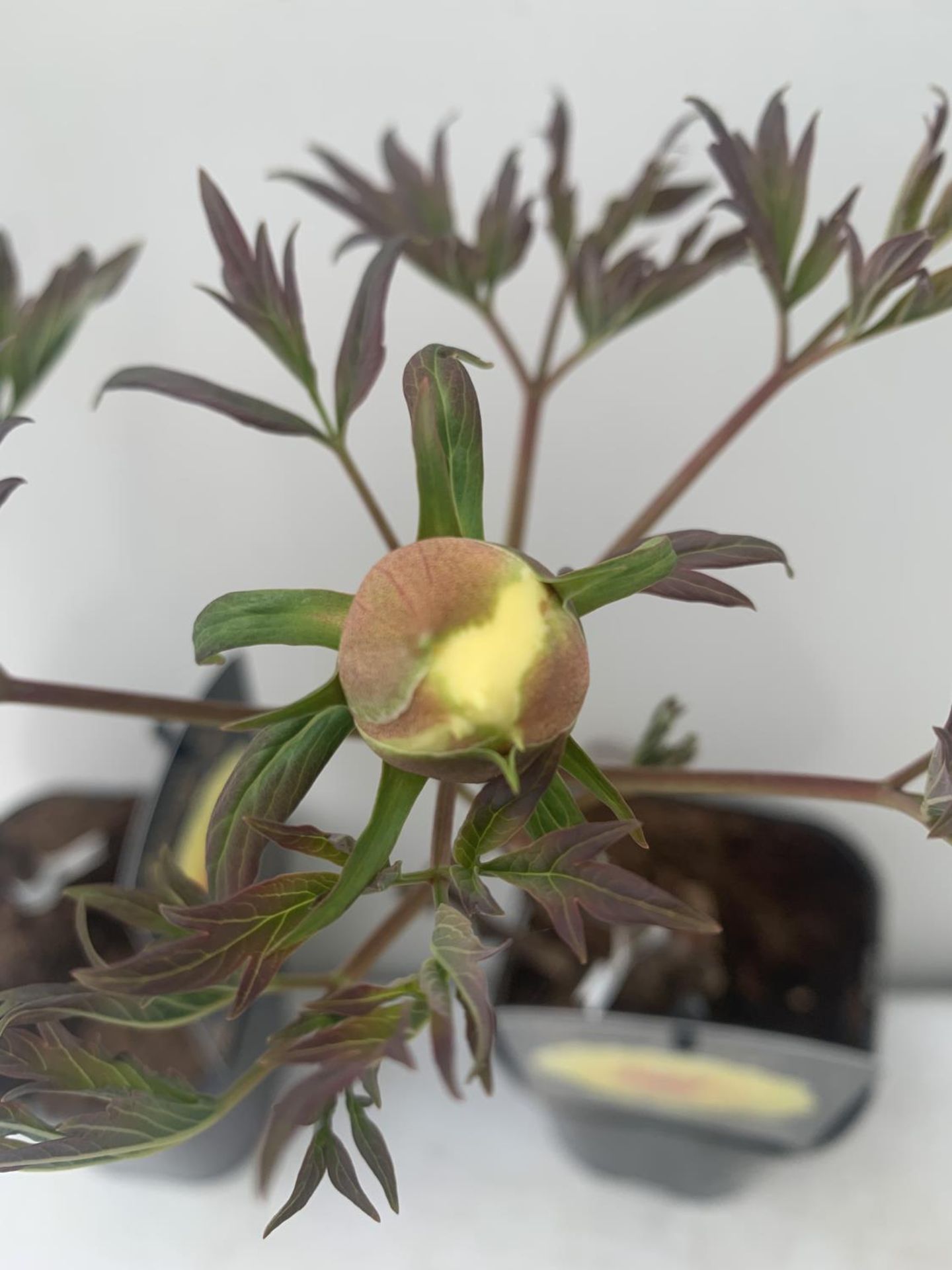 TWO JAPANESE TREE PEONIES IN BUD YELLOW IN 1 LTR POTS HEIGHT 45CM PLUS VAT TO BE SOLD FOR THE TWO - Bild 3 aus 5