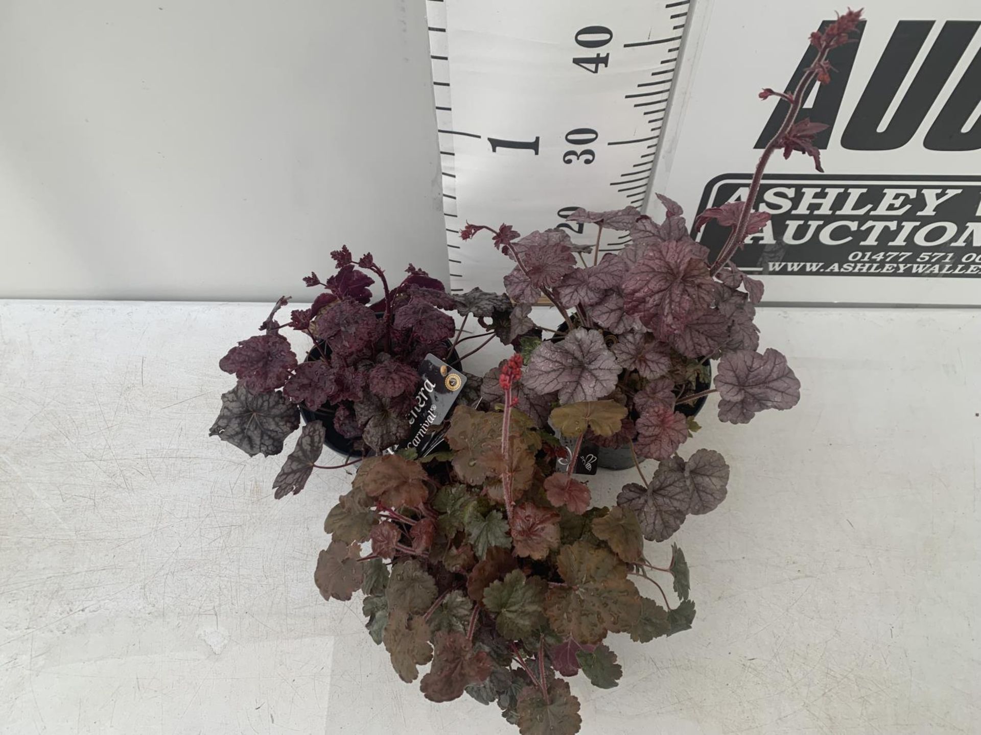 THREE HEUCHERA 'CARNIVAL' IN 2 LTR POTS APPROX 35CM IN HEIGHT PLUS VAT TO BE SOLD FOR THE THREE - Image 2 of 5