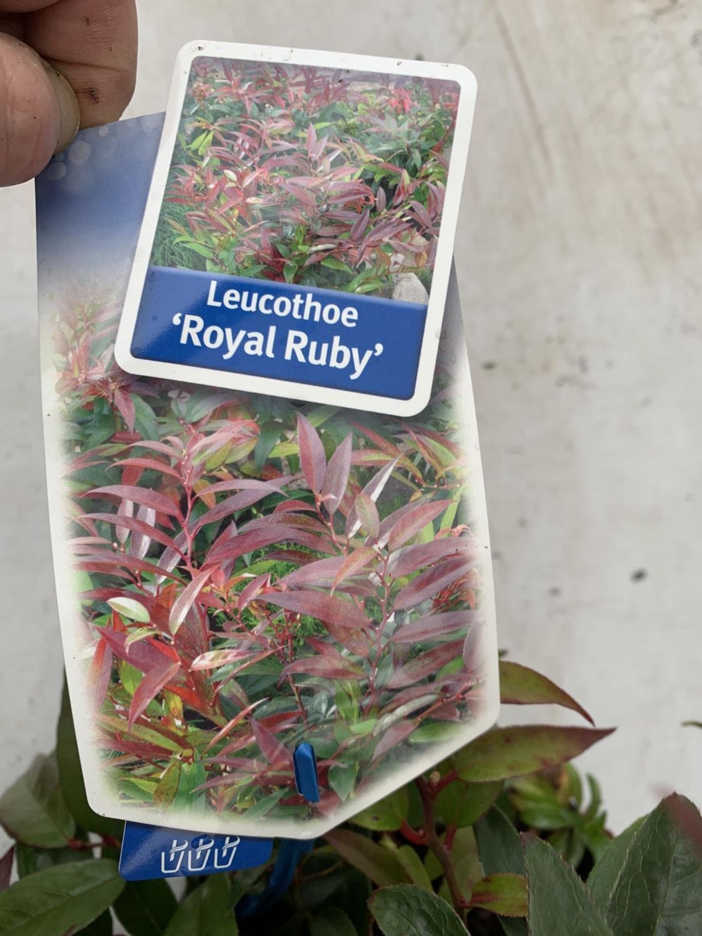 TWO LEUCOTHOE DARK DIAMOND AND ROYAL RUBY IN 2 LTR POTS 35CM TALL PLUS VAT TO BE SOLD FOR THE TWO - Image 5 of 5