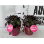 TWO AEONIUM ARBOREUM VELOURS IN 1 LTR POTS 25CM IN HEIGHT PLUS VAT TO BE SOLD FOR THE TWO