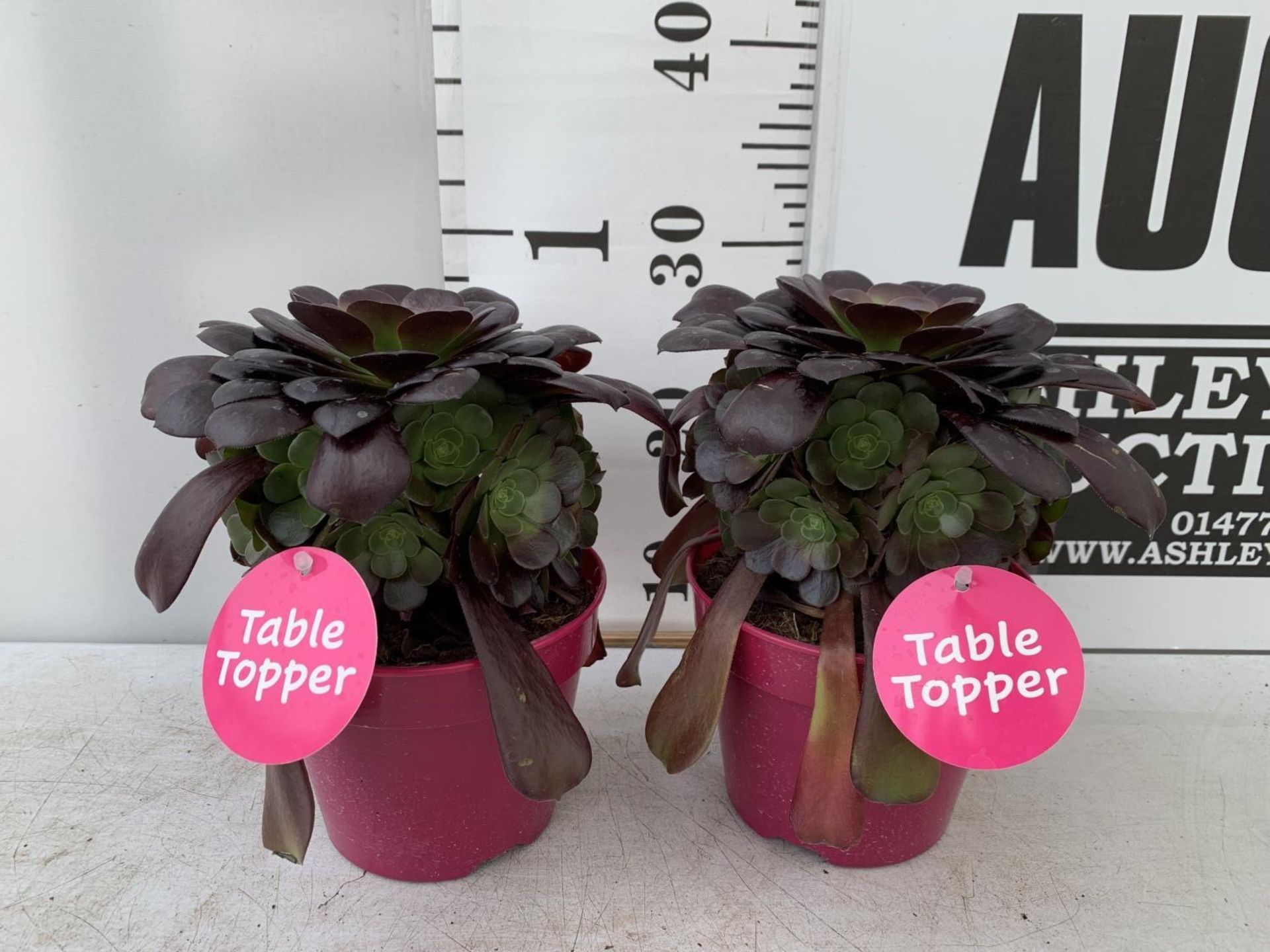 TWO AEONIUM ARBOREUM VELOURS IN 1 LTR POTS 25CM IN HEIGHT PLUS VAT TO BE SOLD FOR THE TWO
