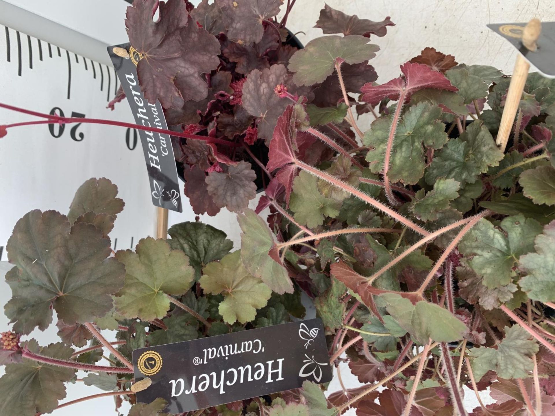 THREE HEUCHERA 'CARNIVAL' IN 2 LTR POTS PLUS VAT TO BE SOLD FOR THE THREE - Image 5 of 9