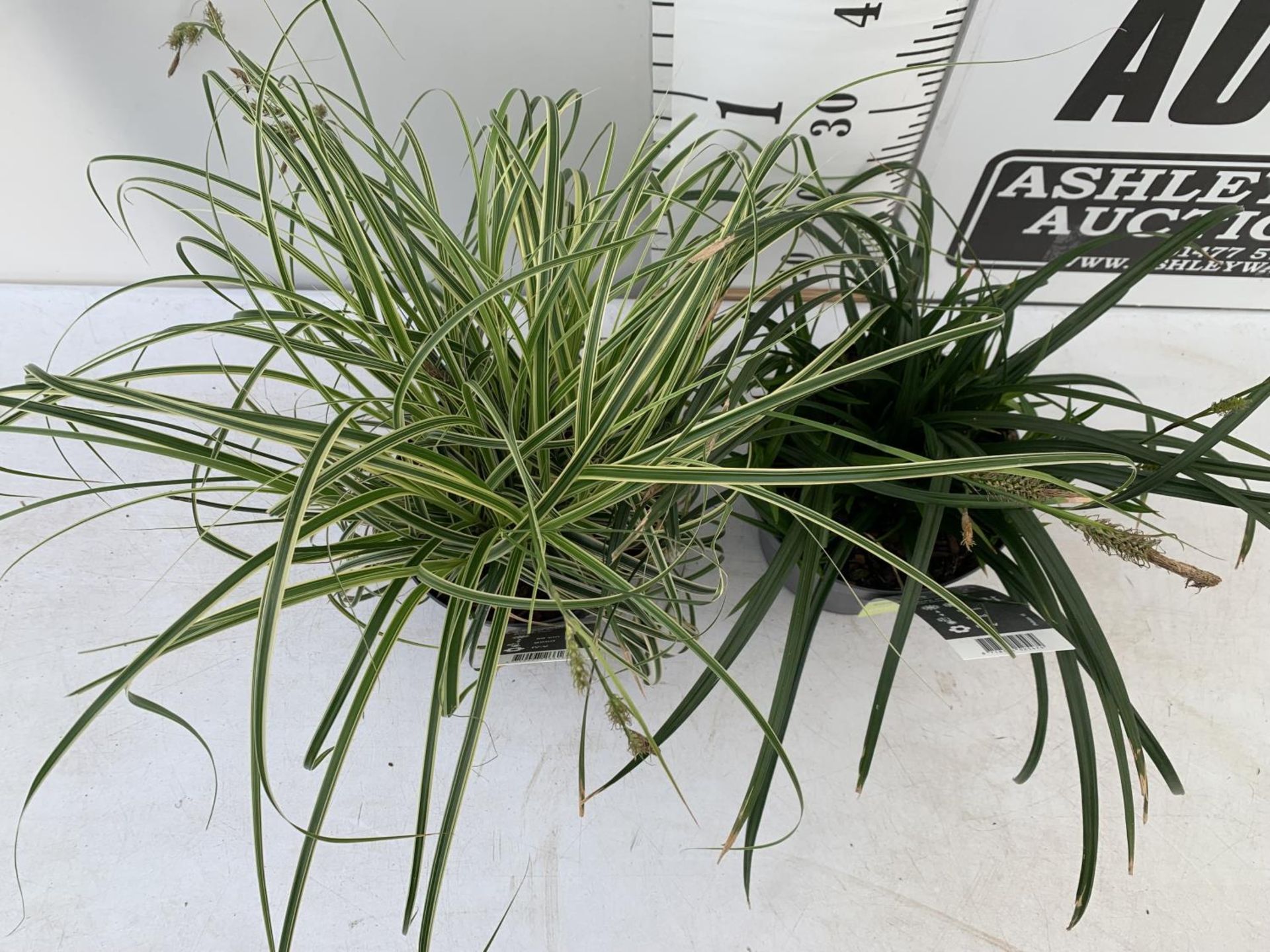 TWO HARDY ORNAMENTAL GRASSES CAREX 'FEATHER FALLS' AND MORROWII 'IRISH GREEN' IN 3 LTR POTS APPROX - Image 2 of 6