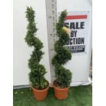 TWO SPIRAL CUPRESSOCYPARIS SPIRAL LEYANDII 'GOLD RIDER' APPROX 160CM IN HEIGHT IN 15 LTR POTS PLUS