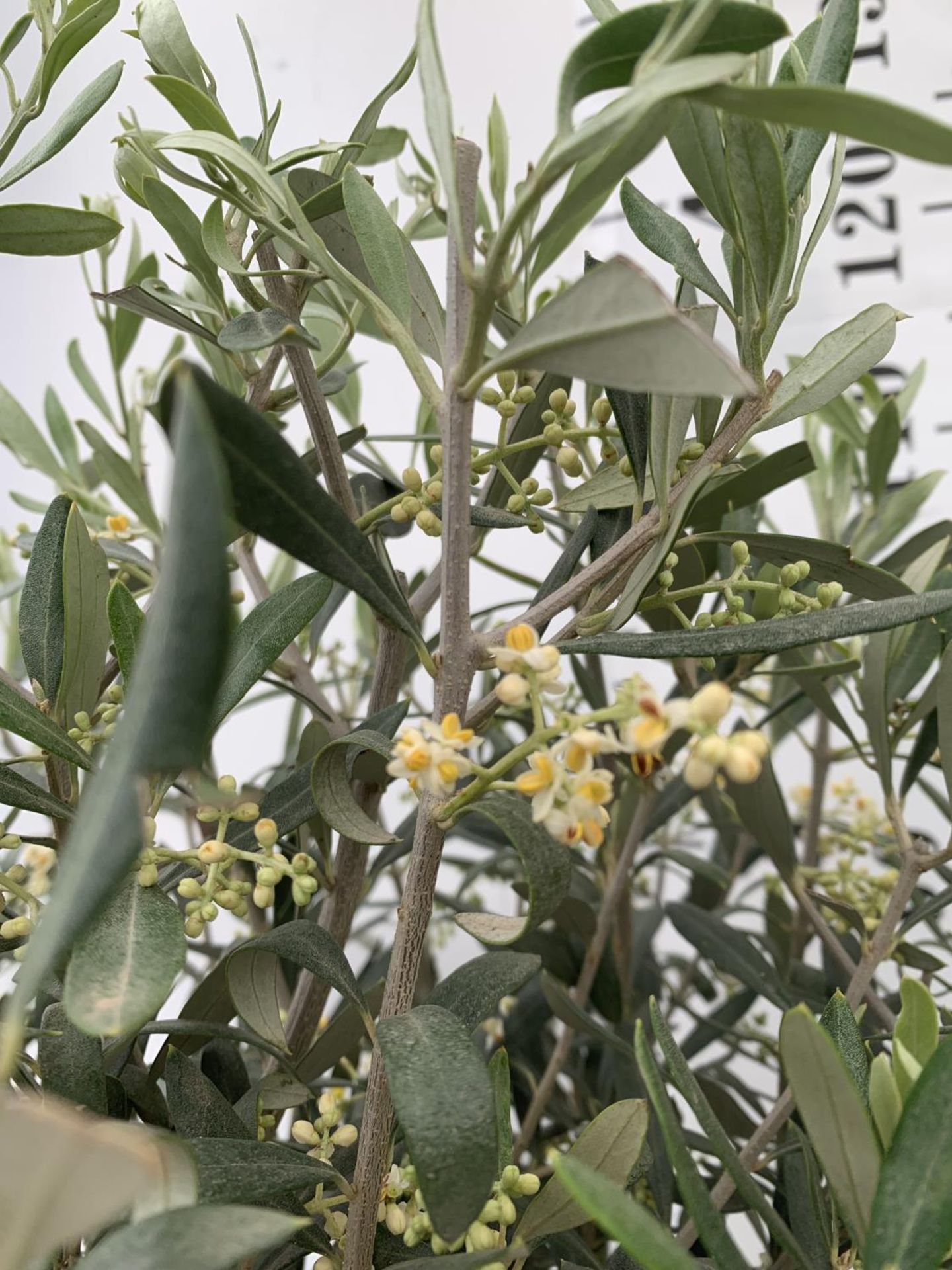 A PAIR OF STANDARD OLEA OLIVE EUROPAEA TREES IN 4 LTR POTS 120CM TALL TO BE SOLD FOR THE TWO NO VAT - Image 3 of 5