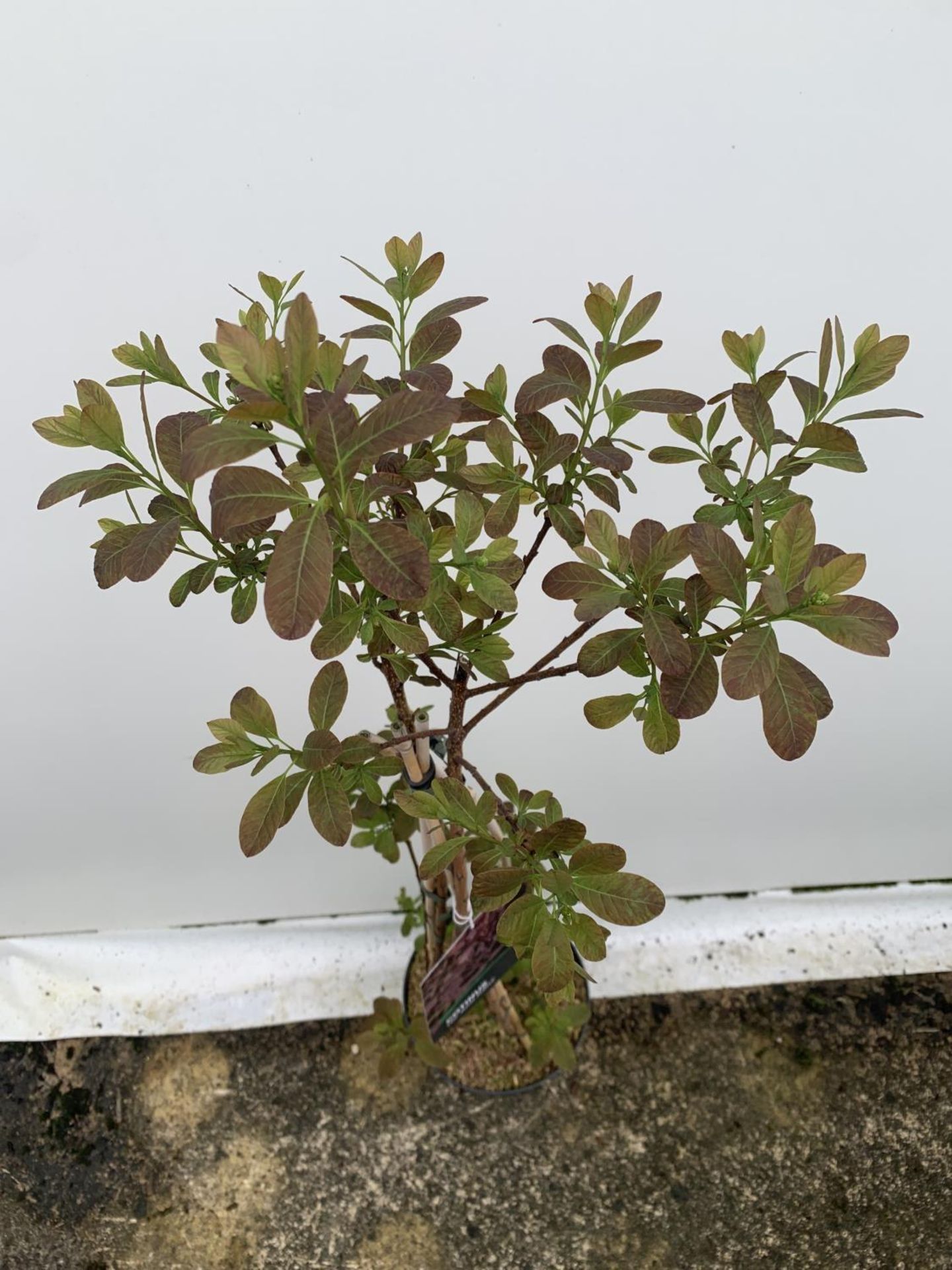 A COTINUS 'ROYAL PURPLE' SMOKE BUSH TREE OVER 160CM IN HEIGHT IN FLOWER IN A 10 LTR POT PLUS VAT - Image 12 of 13