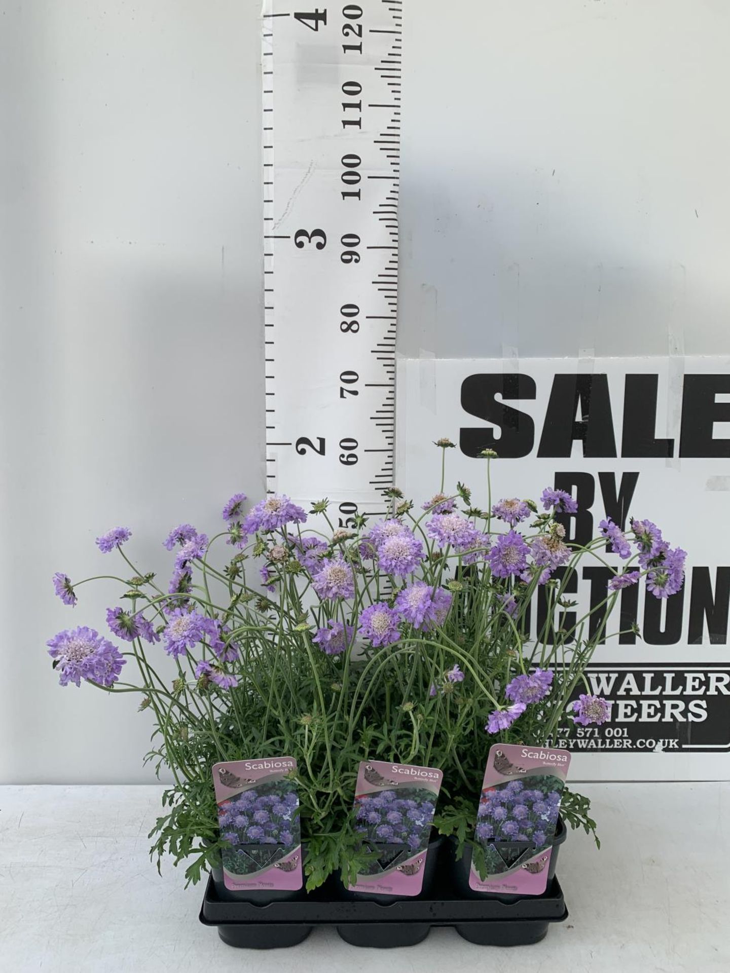 SIX SCABIOSA BUTTERFLY BLUE IN 2 LTR POTS 50-60CM TALL TO BE SOLD FOR THE SIX PLUS VAT