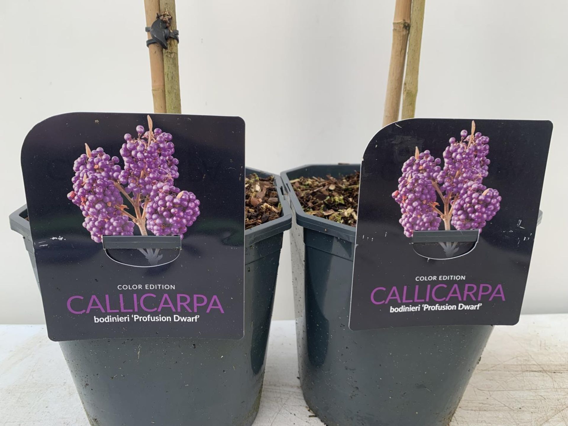 TWO PURPLE CALLICARPA STANDARD TREES BODINIERI PROFUSION IN 4 LTR POTS 140CM IN HEIGHT PLUS VAT TO - Image 4 of 4