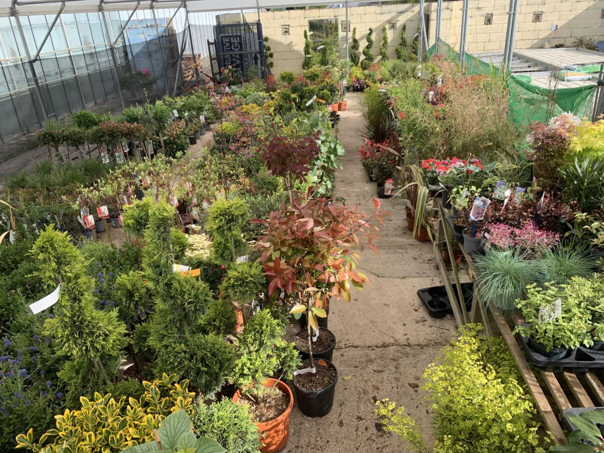 WELCOME TO ASHLEY WALLER HORTICULTURE AUCTION - LOTS ARE BEING ADDED DAILY - THE IMAGES SHOW LOTS - Image 22 of 51