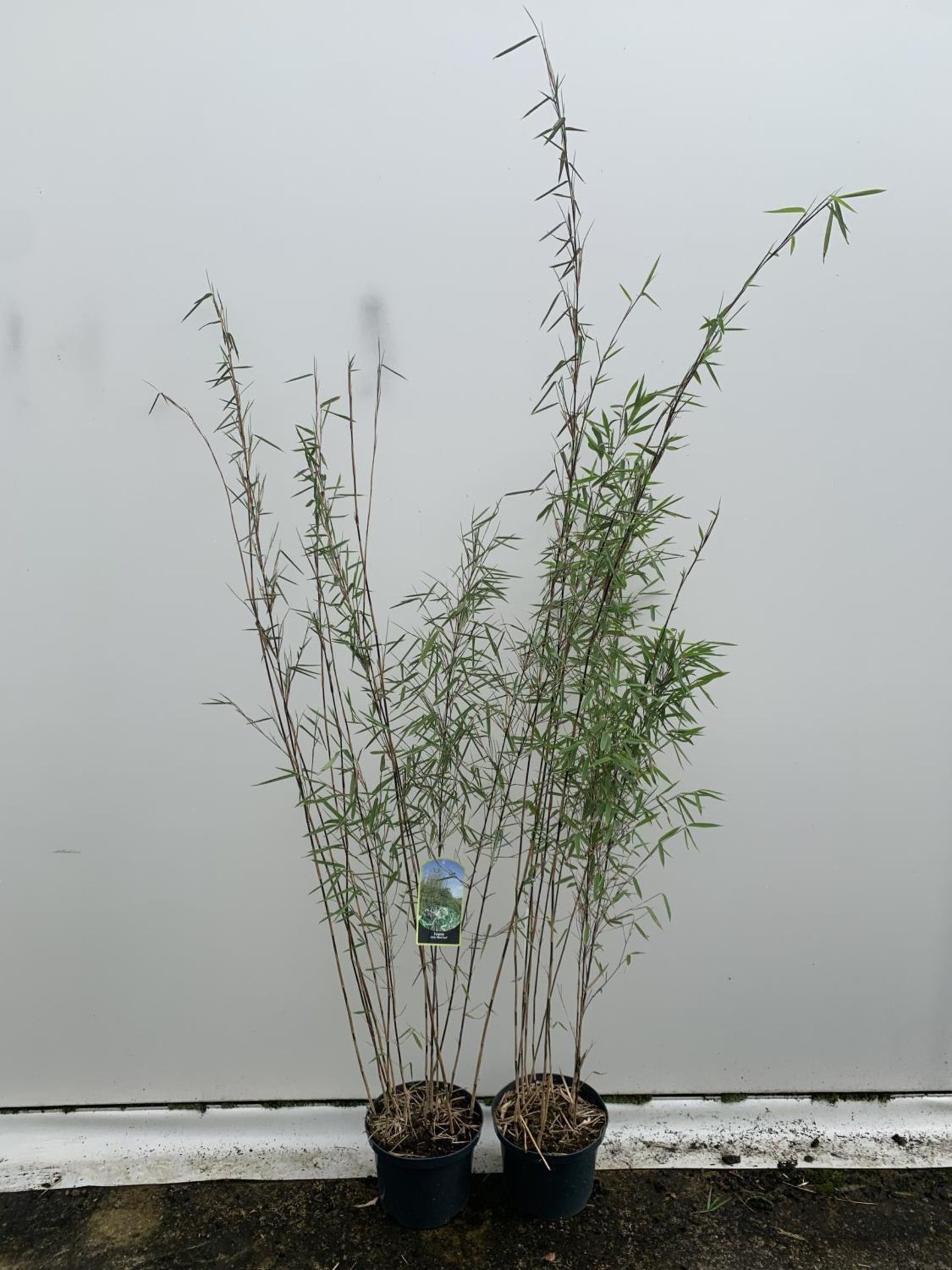 TWO BAMBOO FARGESIA NITIDA 'BLACK PEARL' APPROX 190CM IN HEIGHT IN 5 LTR POTS PLUS VAT TO BE SOLD - Image 4 of 5