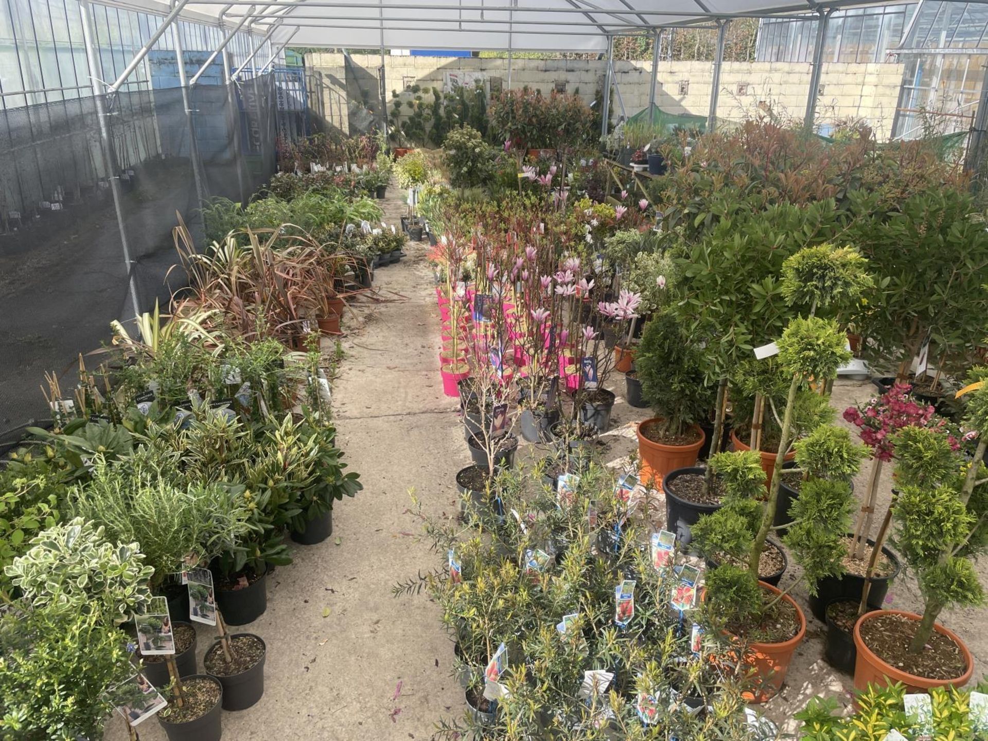 WELCOME TO ASHLEY WALLER HORTICULTURE AUCTION - LOTS ARE BEING ADDED DAILY - THE IMAGES SHOW LOTS