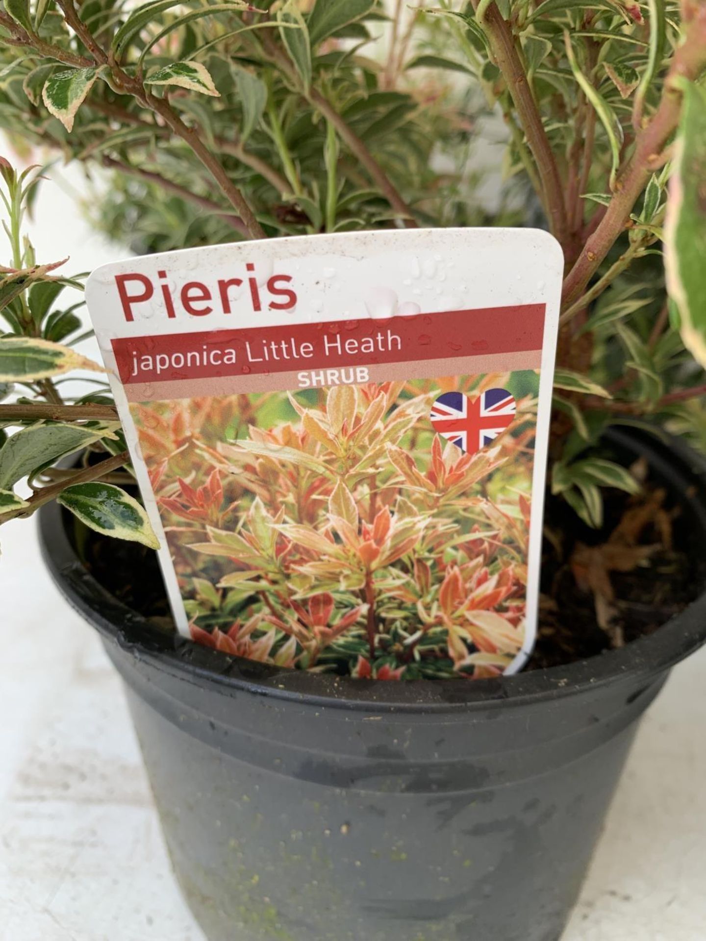 SEVEN PIERIS LITTLE HEATH 45CM TALL IN 2 LTR POTS TO BE SOLD FOR THE SEVEN PLUS VAT - Image 13 of 13