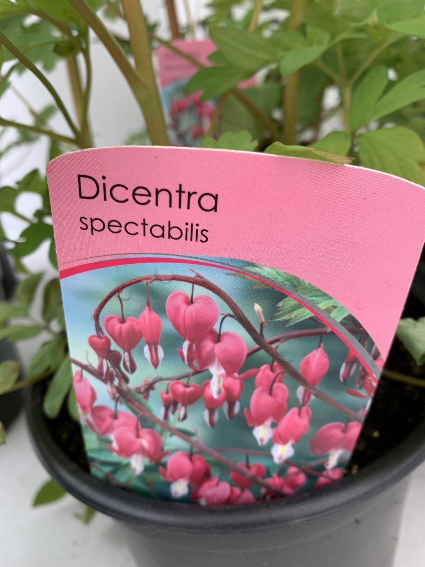 SIX DICENTRA SPECTABILIS BLEEDING HEART 50CM TALL IN 2 LTR POTS TO BE SOLD FOR THE SIX PLUS VAT - Image 9 of 9
