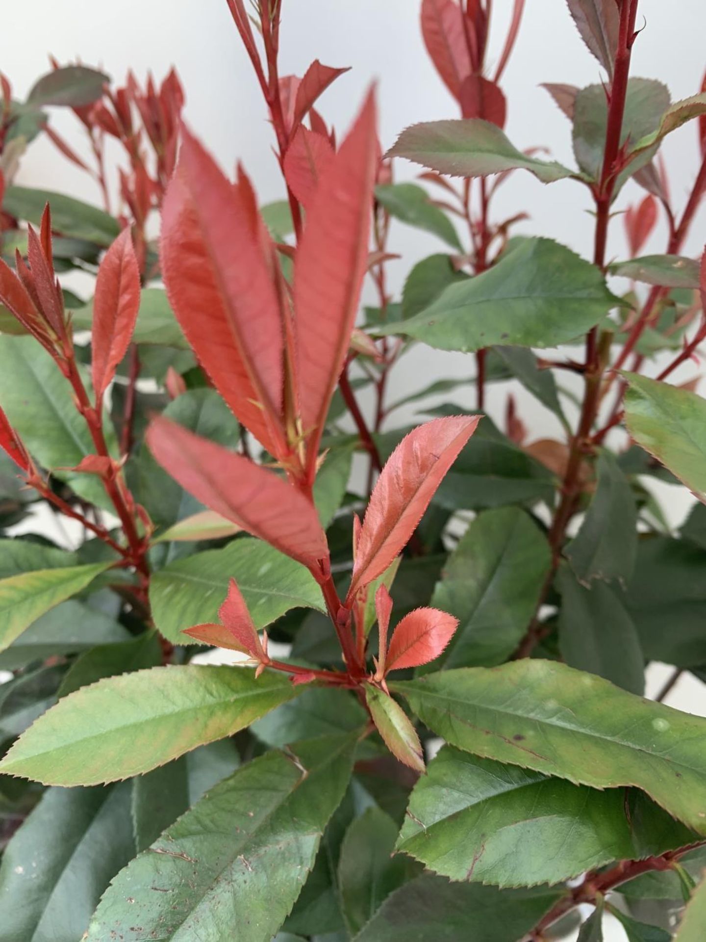 TWO PHOTINIA 'CARRE ROUGE' IN 3 LTR POTS APPROX 70CM IN HEIGHT PLUS VAT TO BE SOLD FOR THE TWO - Image 11 of 11