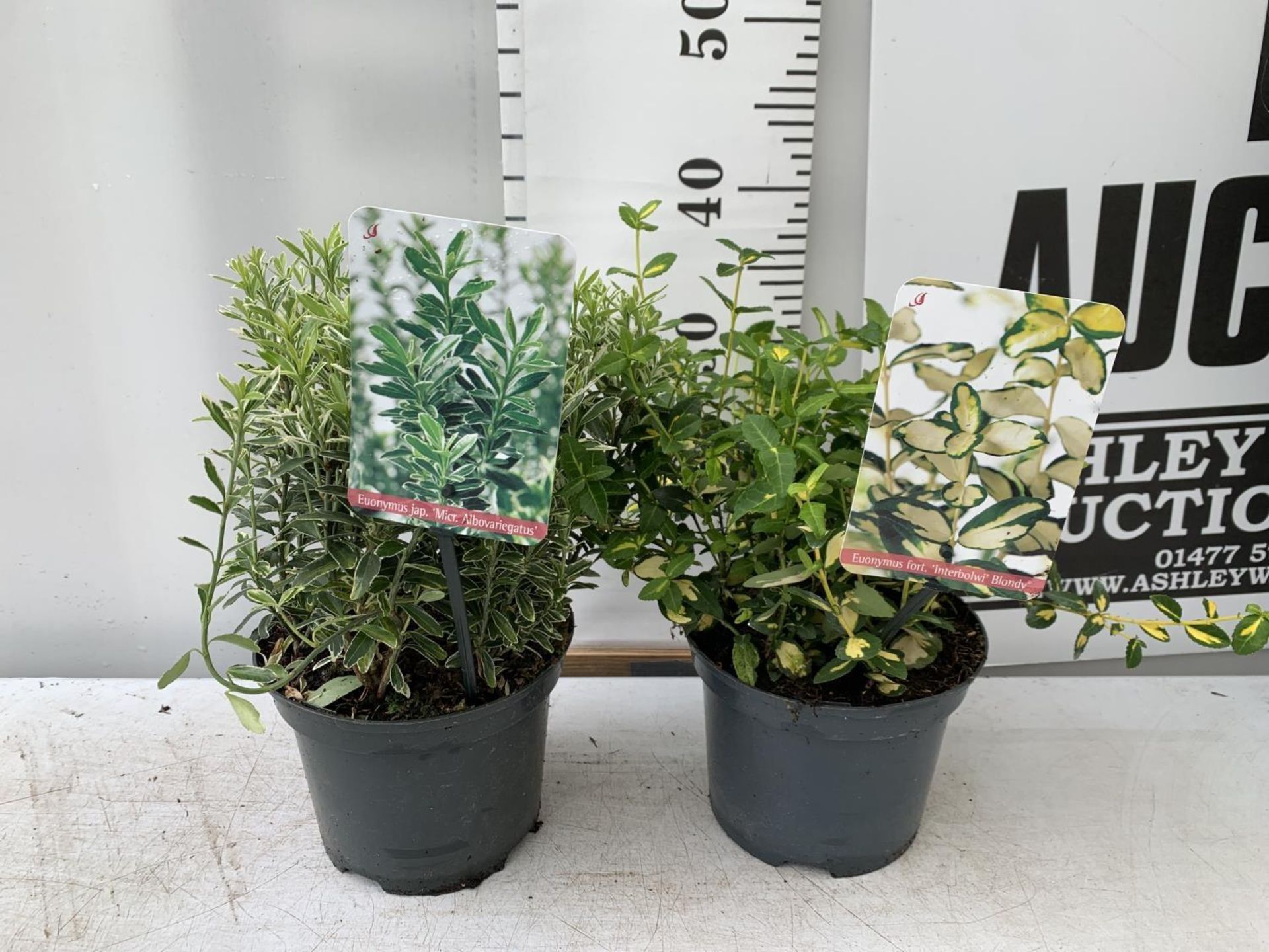 TWO EUONYMUS FORTUNA 'BLONDY' AND JAPONICA 'MICR ALBOVARIEGATUS' IN TWO LTR POTS HEIGHT 35CM PLUS