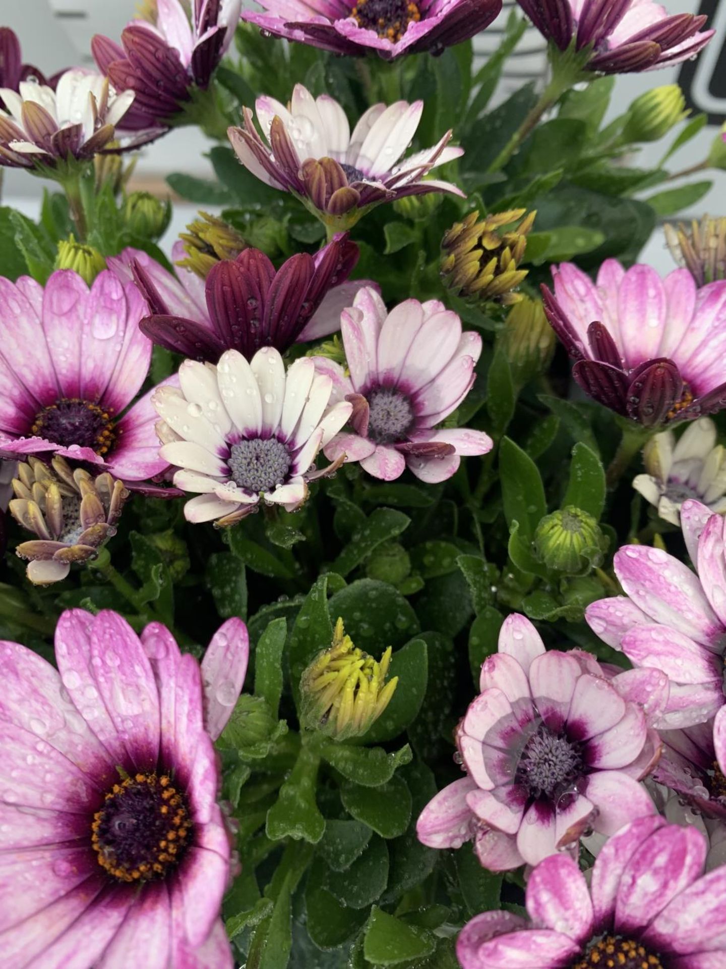 TWELVE PINK AND WHITE COLOURED OSTEOSPERMUM PLANTS TO BE SOLD FOR THE TWELVE PLUS VAT - Image 3 of 4