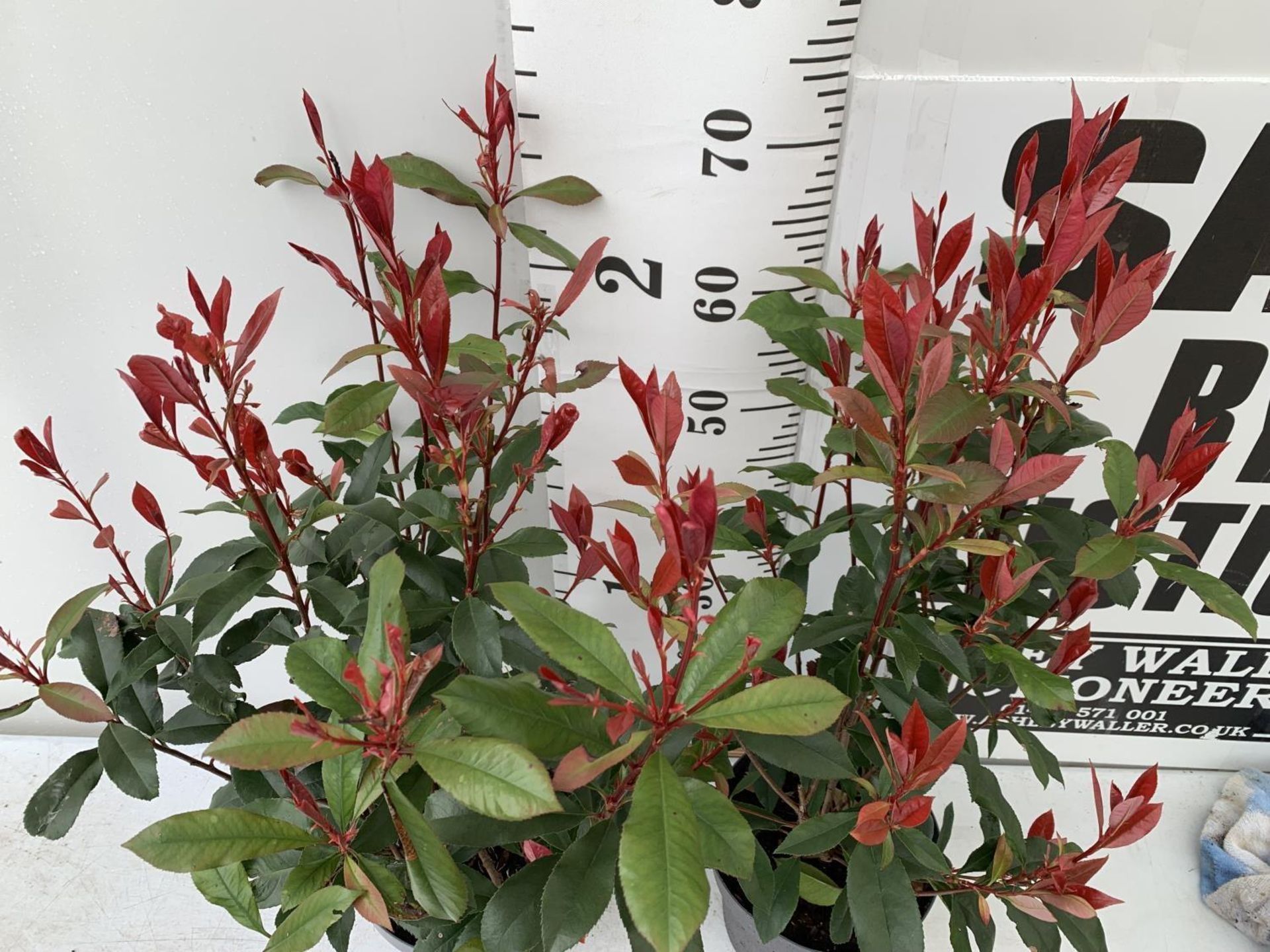 TWO PHOTINIA 'CARRE ROUGE' IN 3 LTR POTS APPROX 70CM IN HEIGHT PLUS VAT TO BE SOLD FOR THE TWO - Image 4 of 11