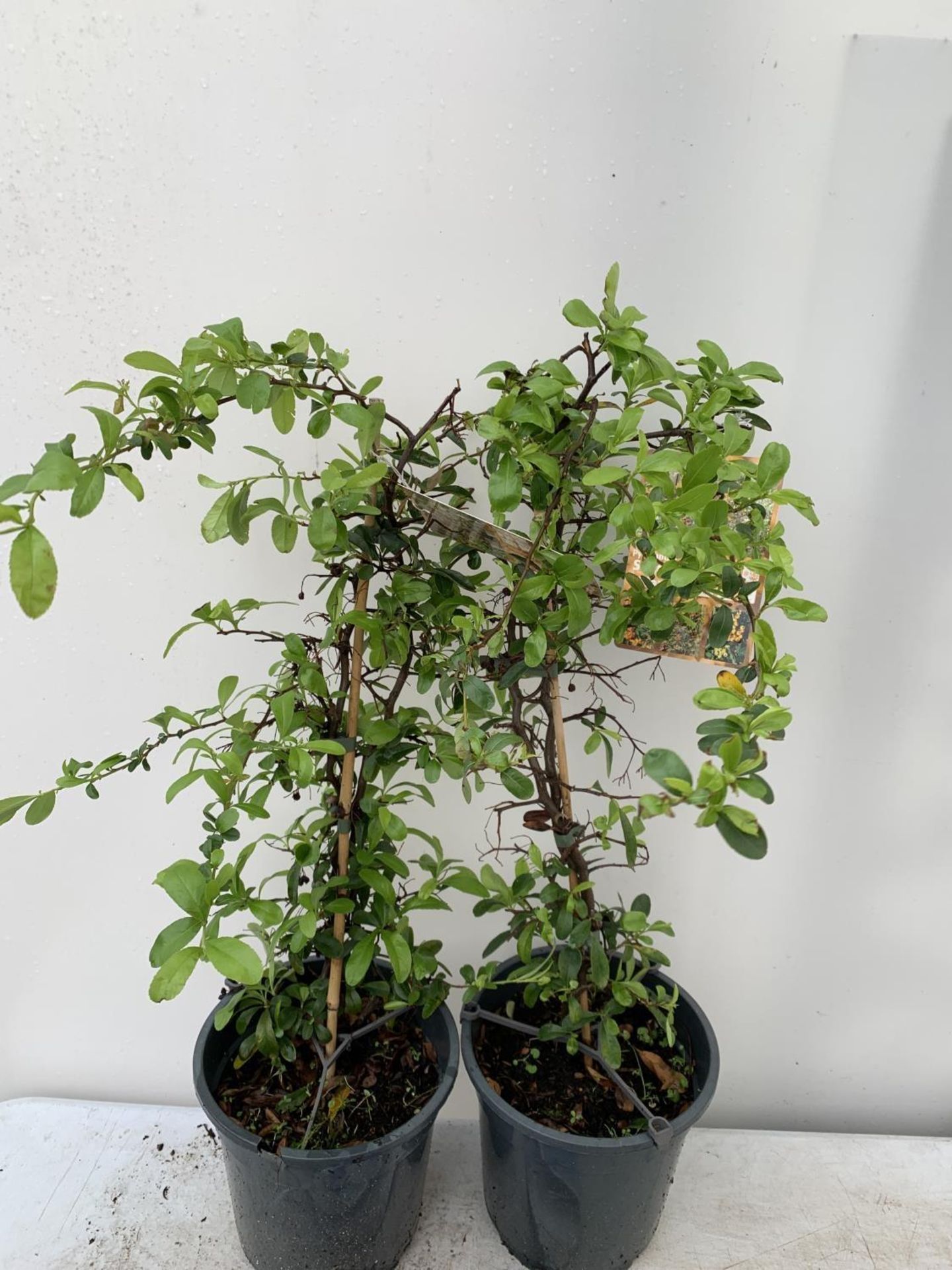 TWO PYRACANTHA 'SUNNY STAR' IN 2 LTR POTS IN 80CM IN HEIGHT PLUS VAT TO BE SOLD FOR THE TWO - Image 7 of 8