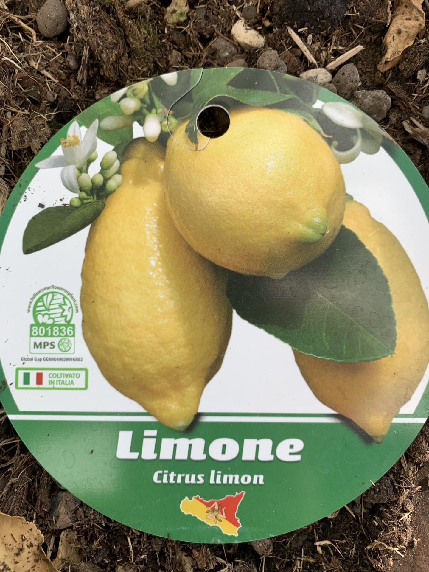 A LARGE CITRUS LEMON TREE OVER 190CM TALL WITH FRUIT IN A 40 LTR POT NO VAT - Image 5 of 8