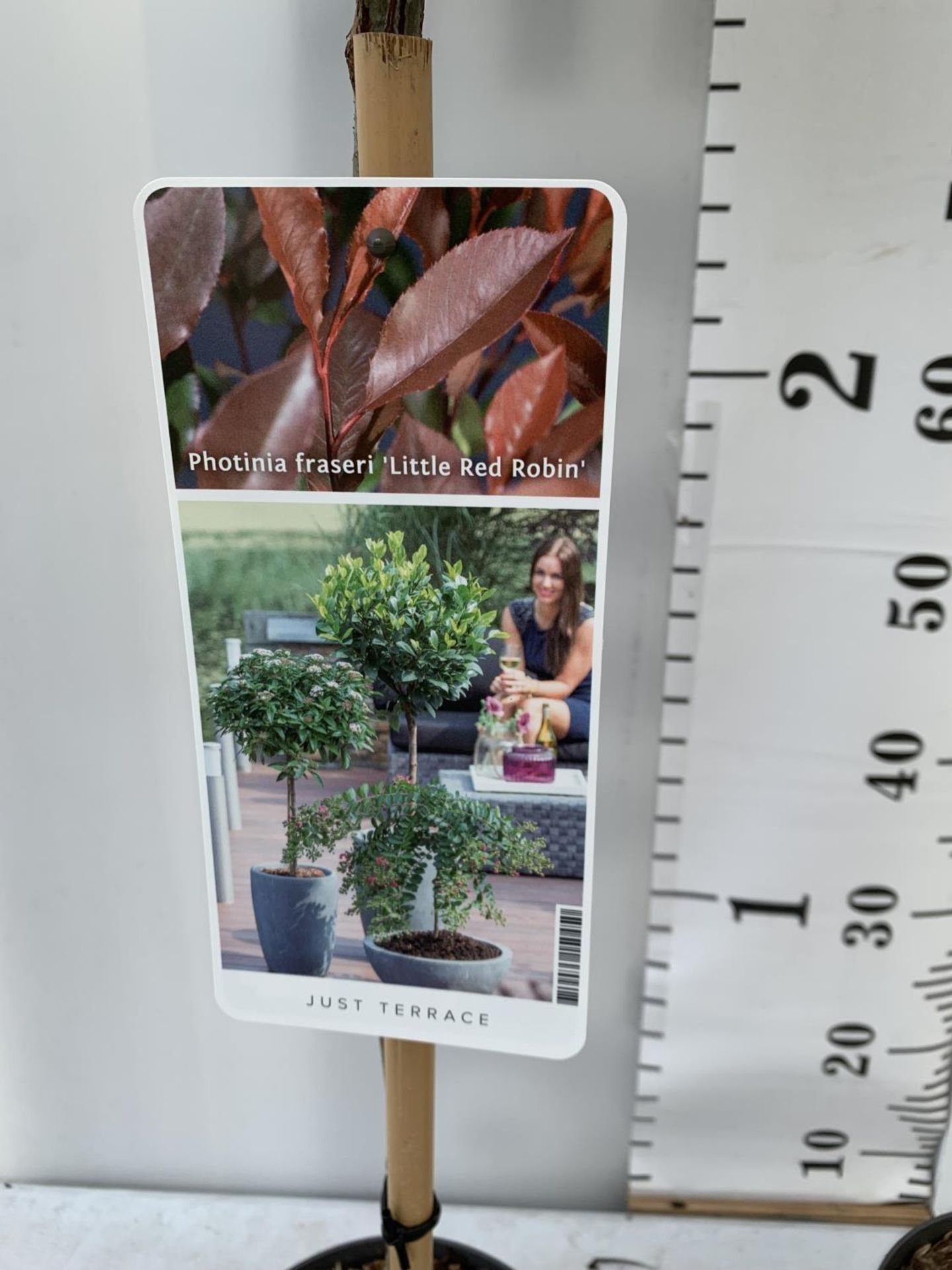 TWO PHOTINIA FRASERI STANDARD TREES 'LITTLE RED ROBIN' APPROX OVER ONE METRE IN HEIGHT IN 3LTR - Image 4 of 5
