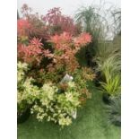 FIVE MIXED PIERIS TO INCLUDE PRELUDE, LITTLE HEATH GREEN, FOREST FLAME ETC 50-70CM TALL TO BE SOLD