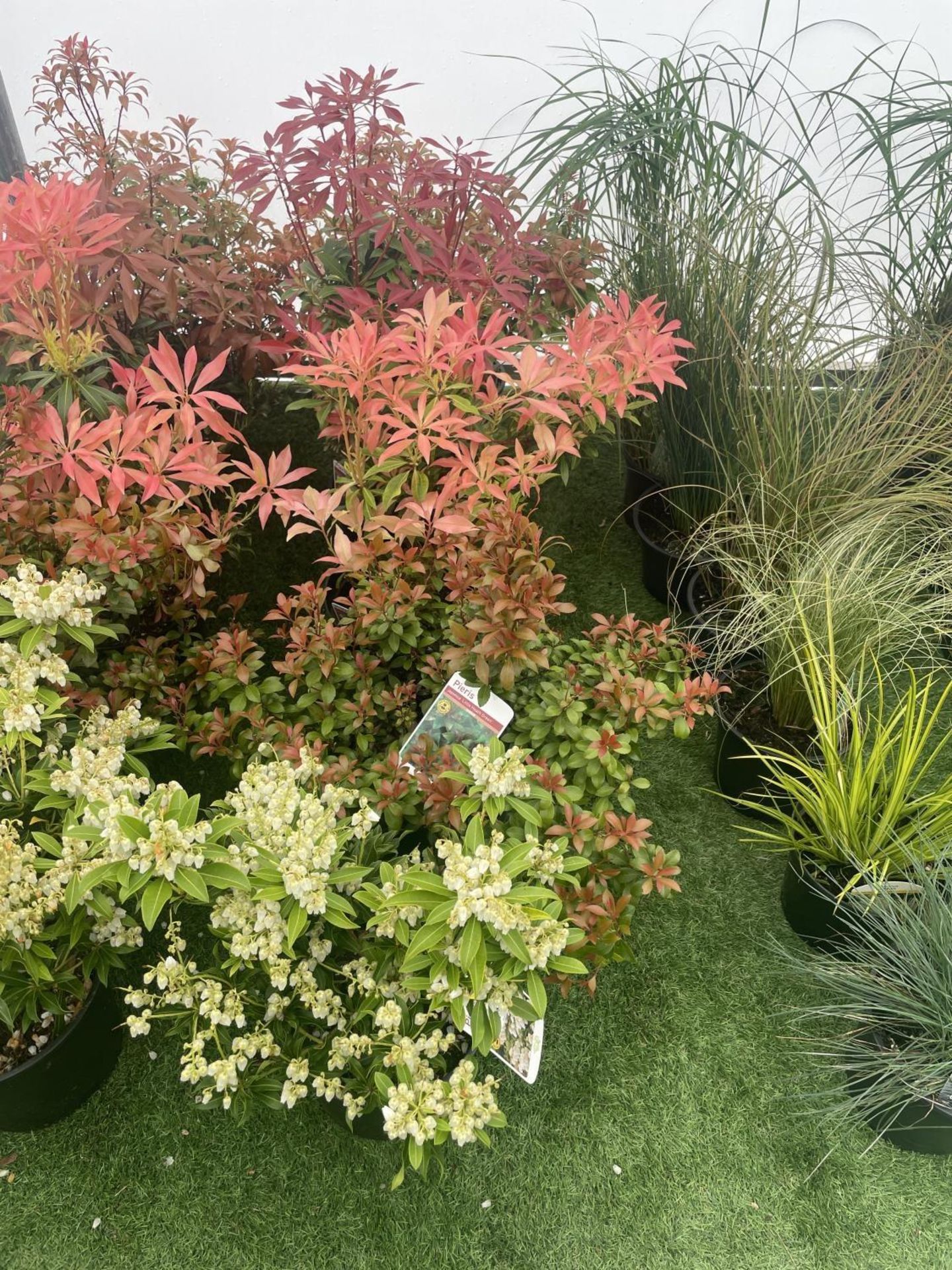 FIVE MIXED PIERIS TO INCLUDE PRELUDE, LITTLE HEATH GREEN, FOREST FLAME ETC 50-70CM TALL TO BE SOLD