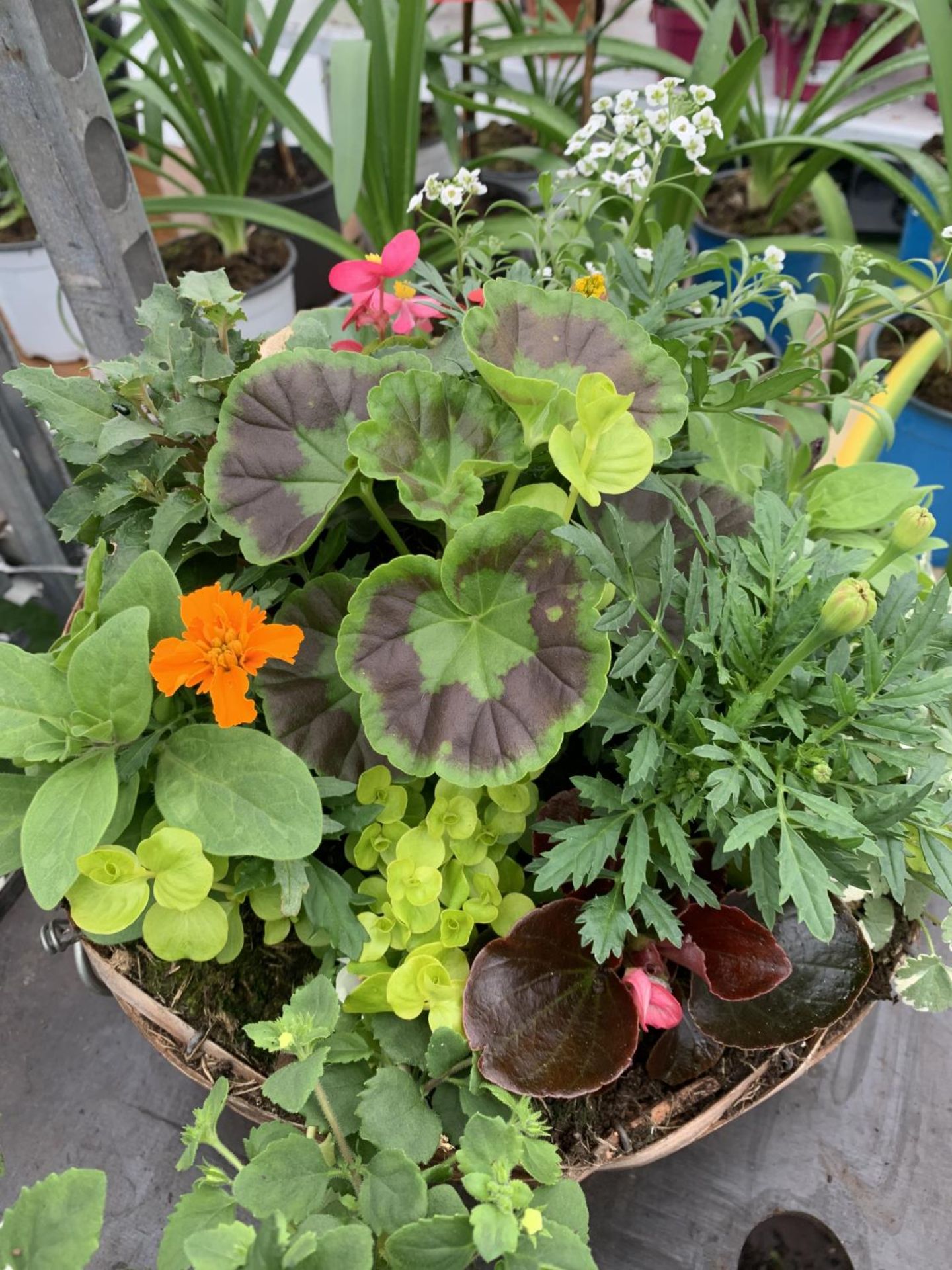 TWO WICKER HANGING BASKETS WITH MIXED BEDDING AND TRAILING PLANTS TO INCLUDE PETUNIA, MARIGOLD, - Bild 3 aus 9