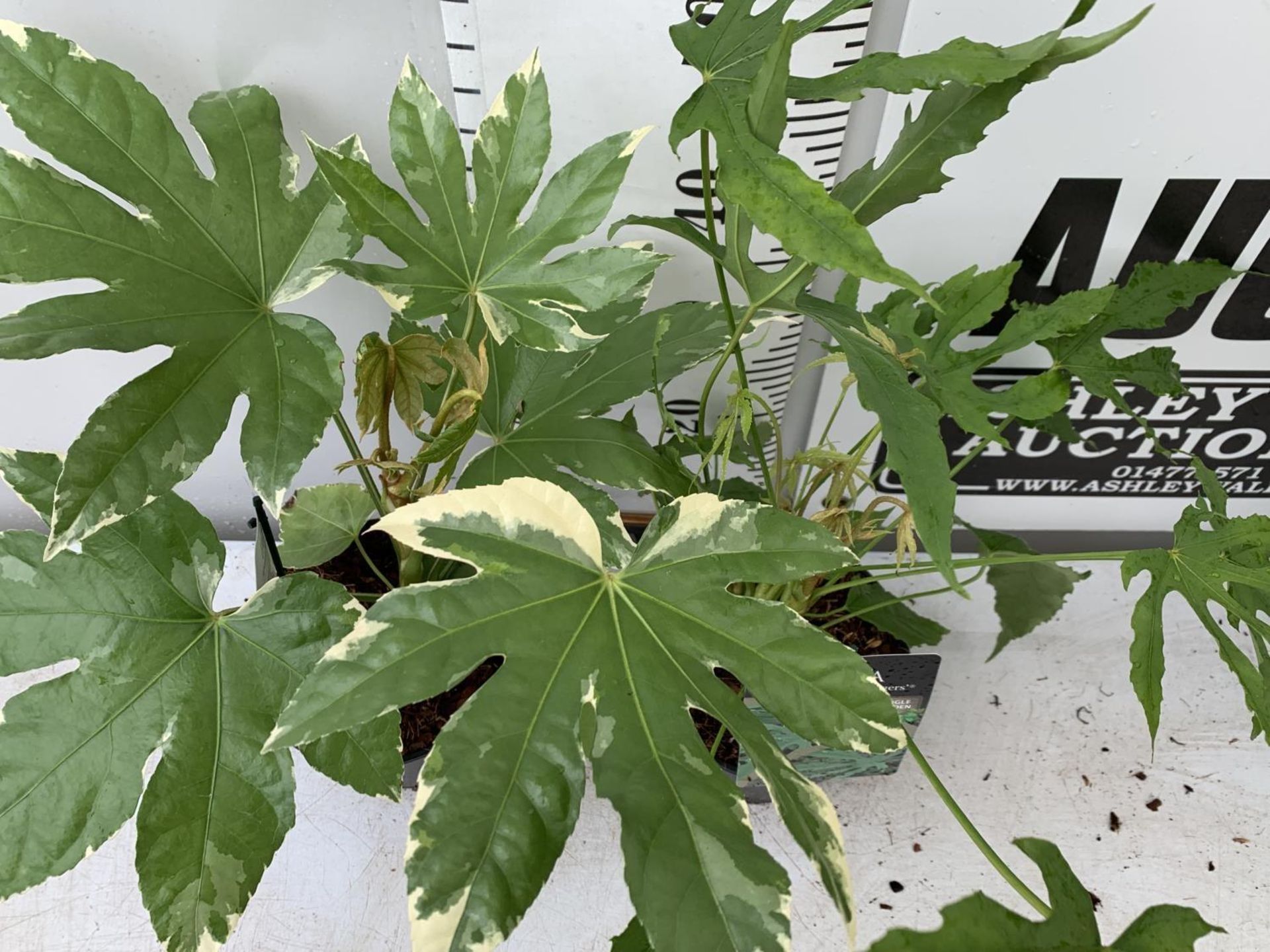 TWO FATSIA JAPONICA VARIEGATA AND FATSIA POLYCARPA 'GREEN FINGERS' IN 2 LTR POTS 50CM TALL PLUS - Image 6 of 8