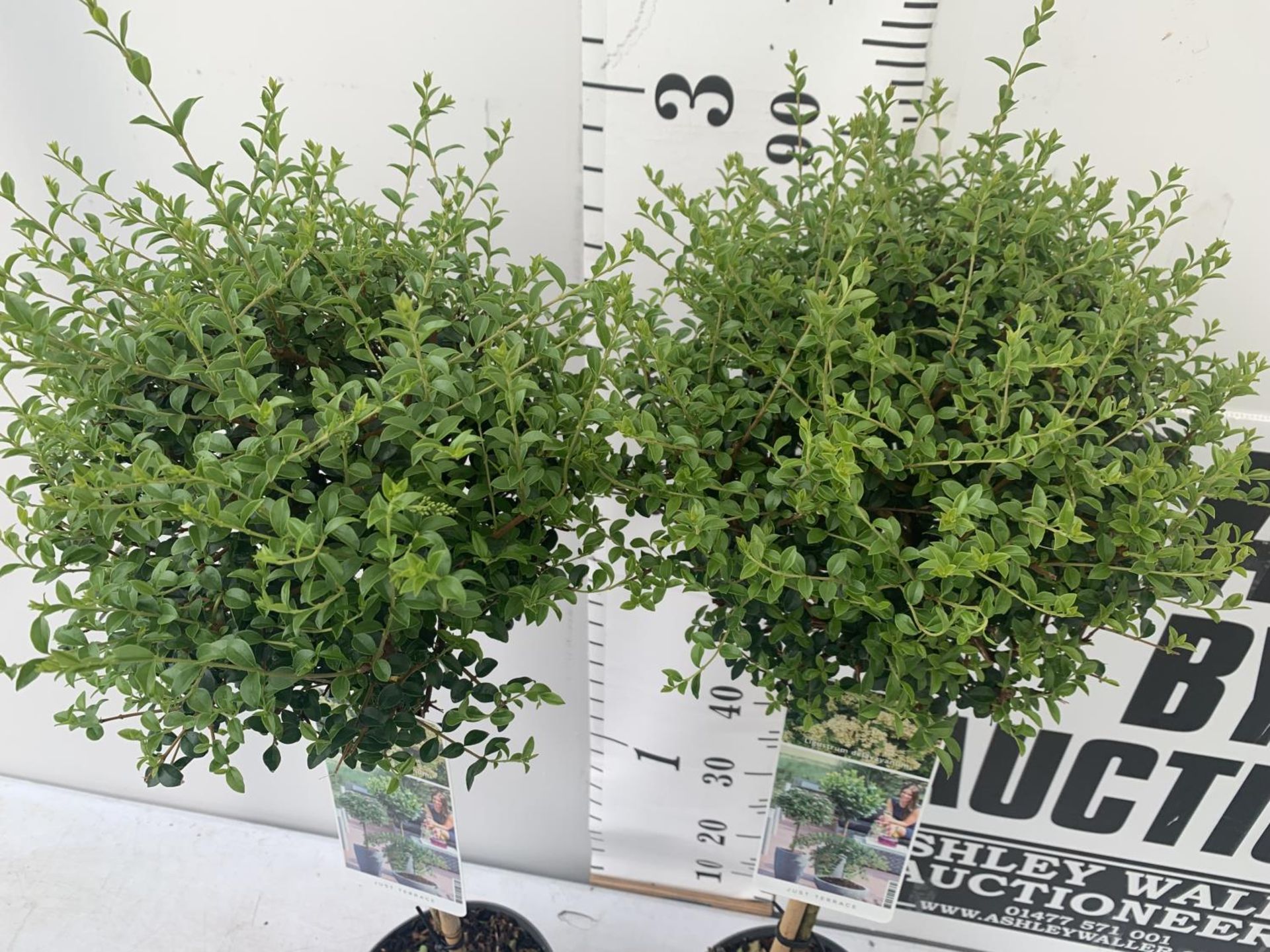 TWO LIGUSTRUM DELAVAYANUM STANDARD TREES APPROX 100CM IN HEIGHT IN 3LTR POTS PLUS VAT TO BE SOLD FOR - Image 3 of 5