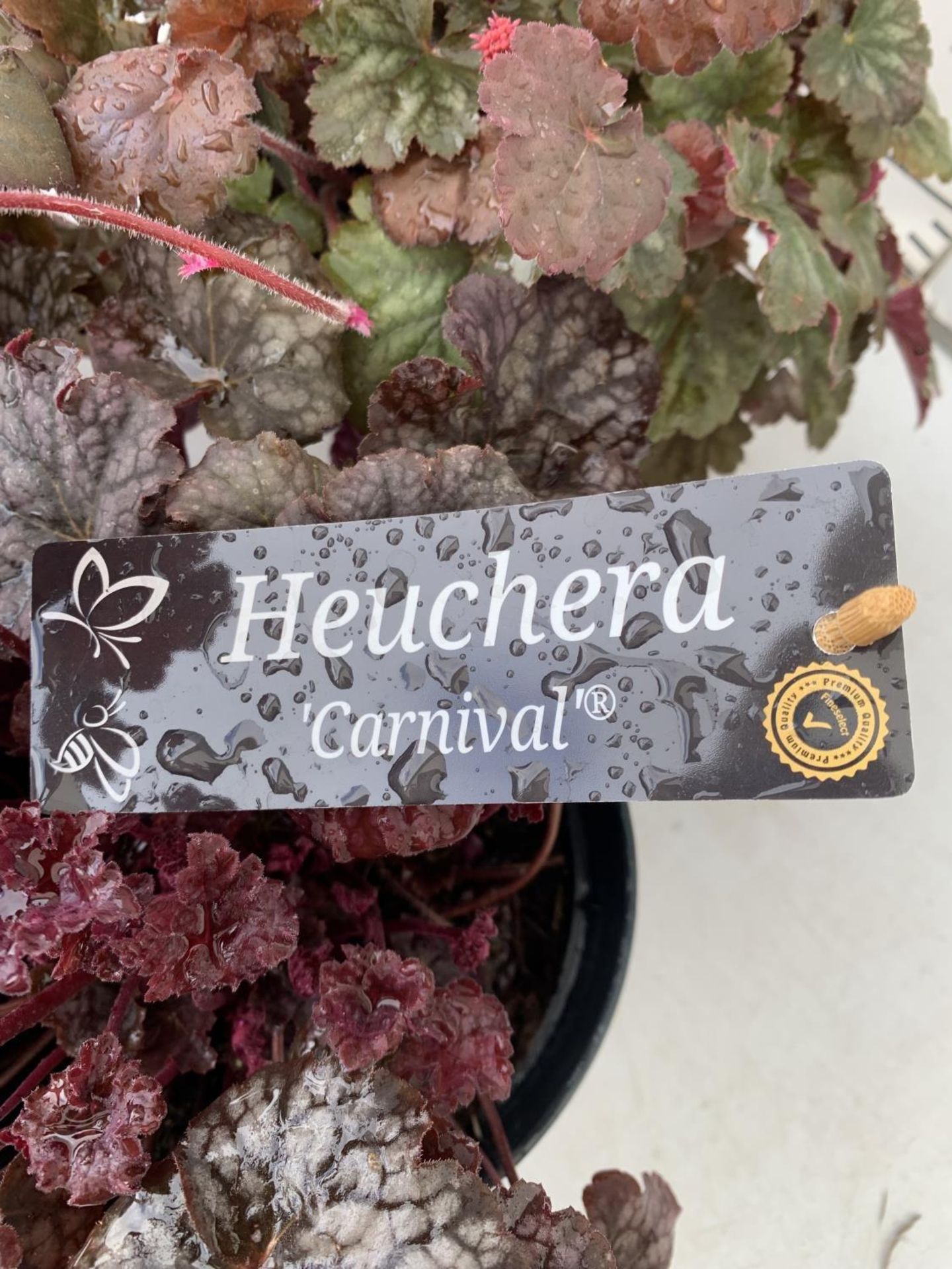 THREE HEUCHERA 'CARNIVAL' IN 2 LTR POTS PLUS VAT TO BE SOLD FOR THE THREE - Image 10 of 10