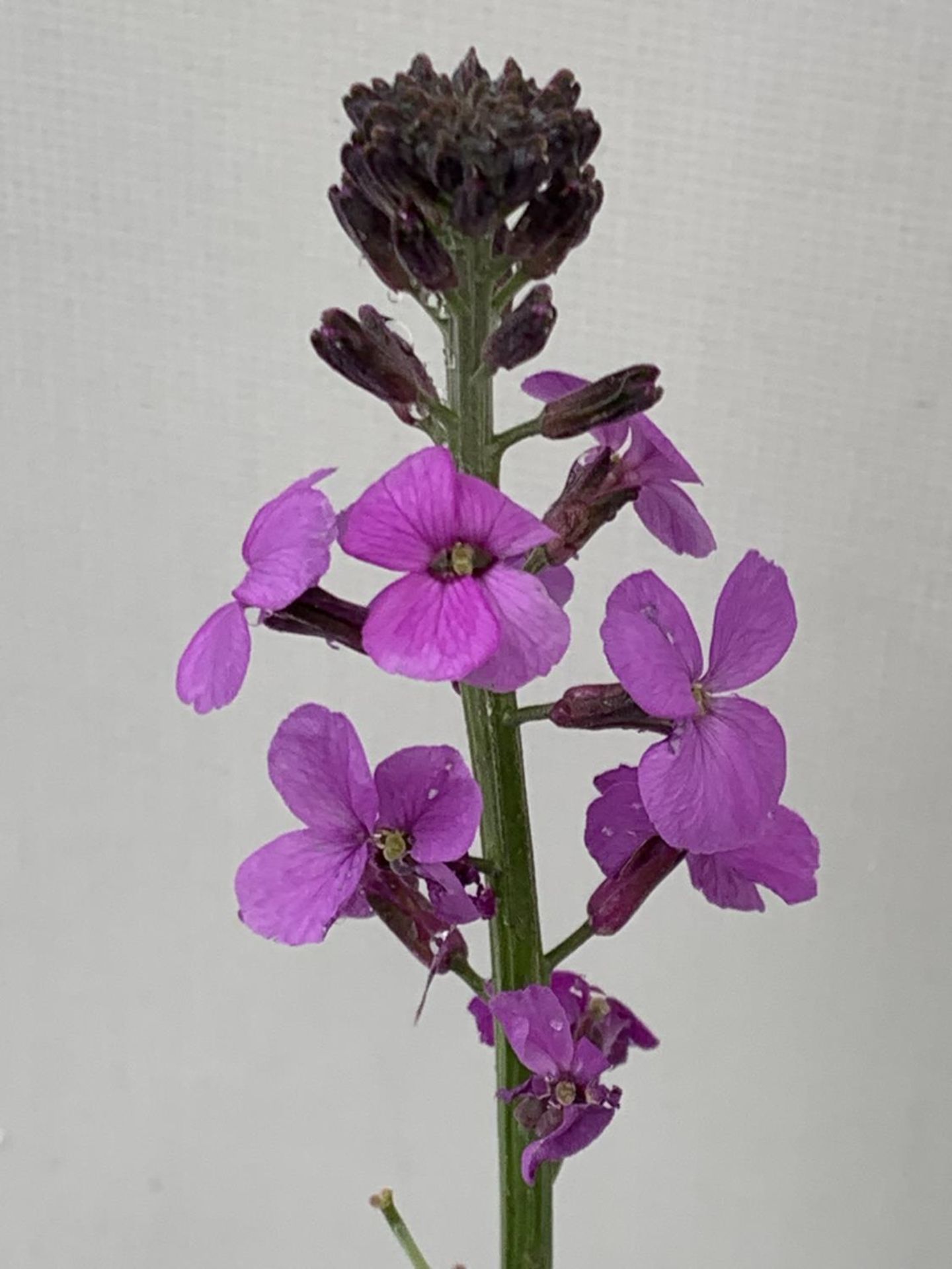 SIX ERYSIMUM BOWLES MAUVE IN 2 LTR POTS 40-50CM TALL TO BE SOLD FOR THE SIX PLUS VAT - Image 3 of 5
