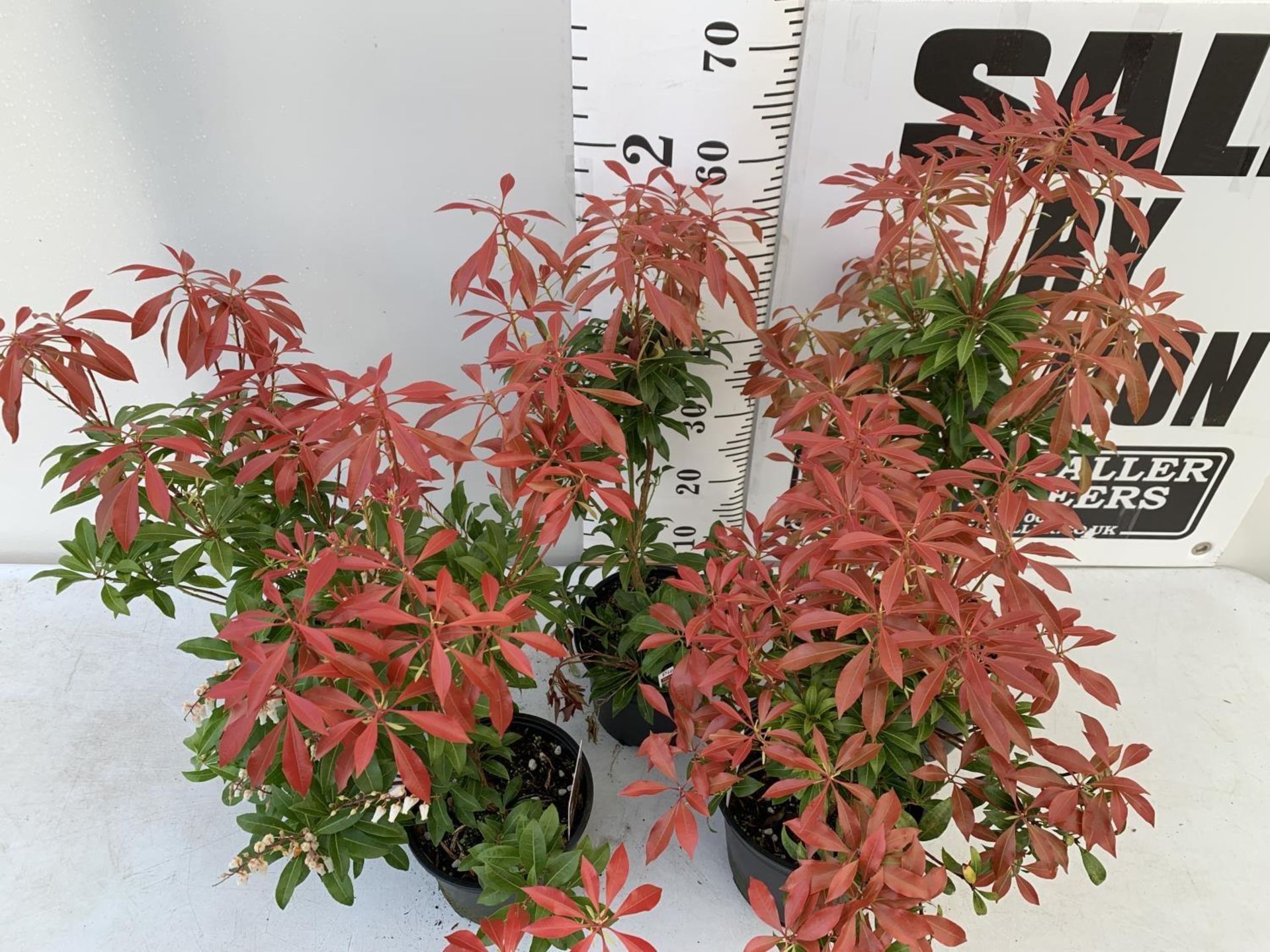 FIVE PIERIS MOUNTAIN FIRE 60CM TALL IN 2 LTR POTS TO BE SOLD FOR FIVE PLUS VAT - Image 4 of 10