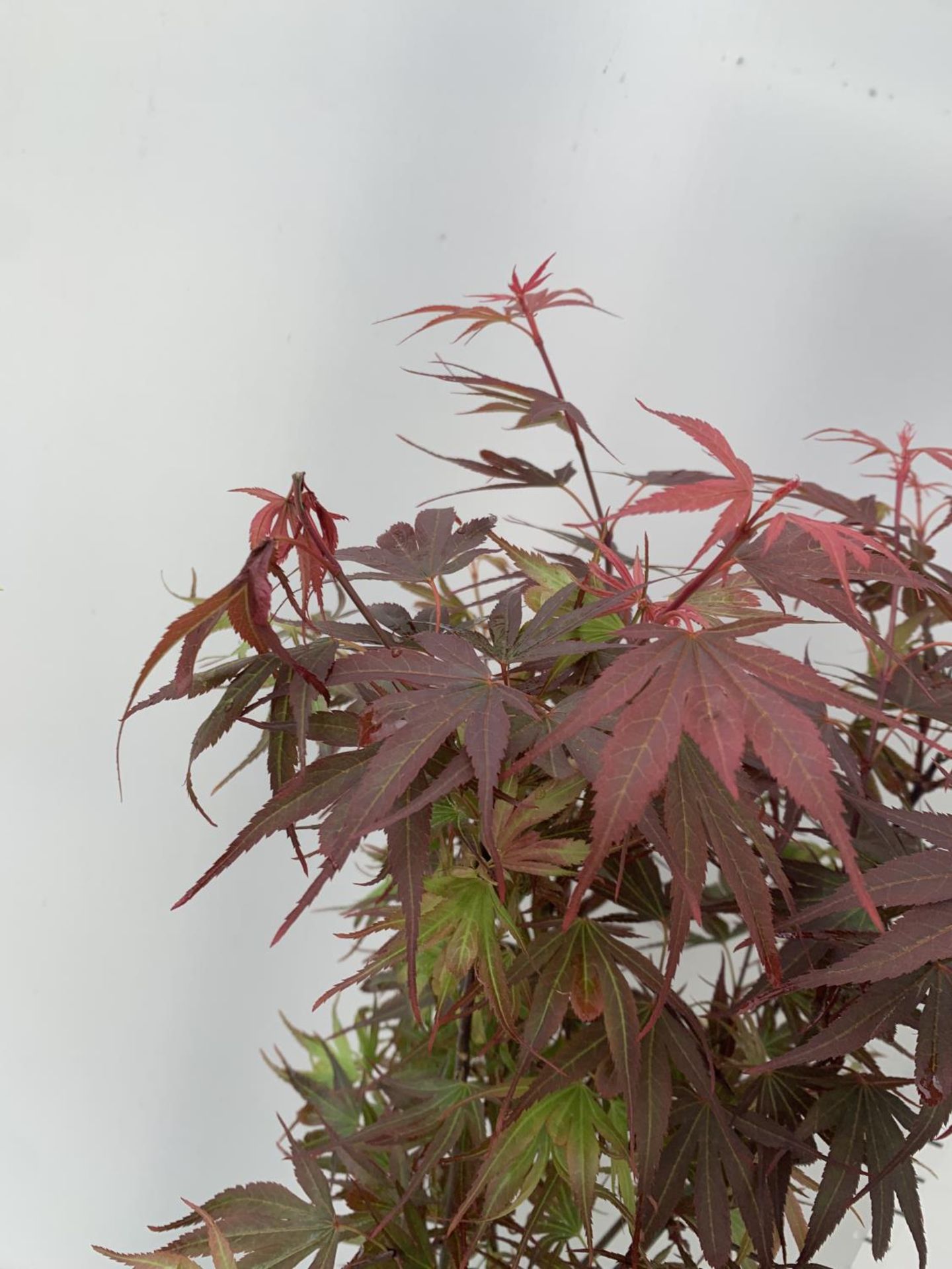 TWO ACER PALMATUM JAPANESE JEWELS IN 3 LTR POTS TO INCLUDE AN ORANGE DREAM AND A SHAINA 70 -80CM - Image 5 of 7