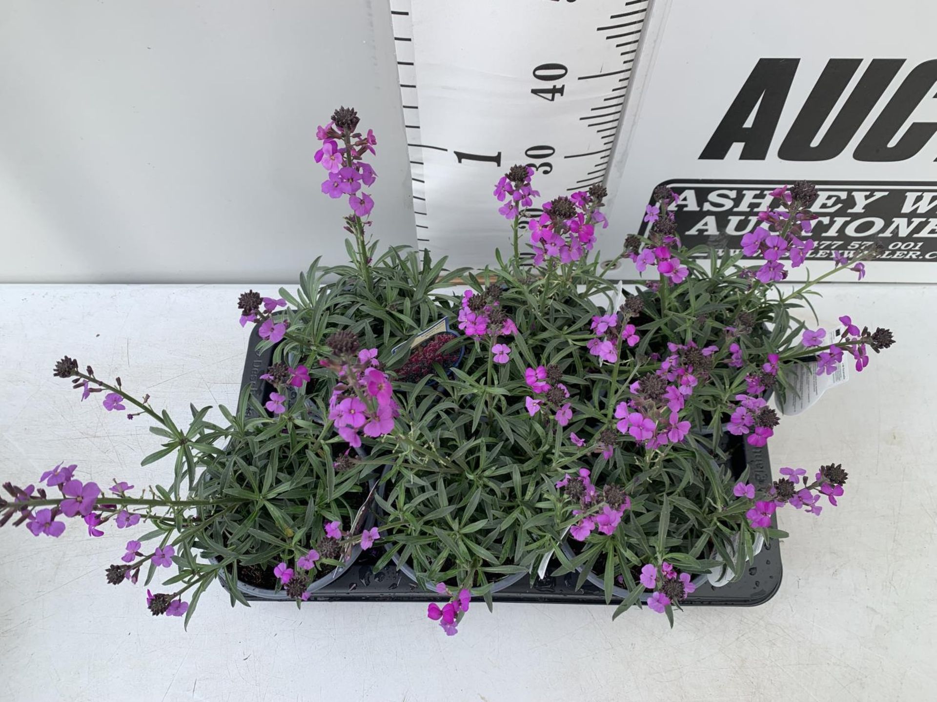 SIX ERYSIMUM BOWLES MAUVE IN 2 LTR POTS 40-50CM TALL TO BE SOLD FOR THE SIX PLUS VAT - Image 2 of 5
