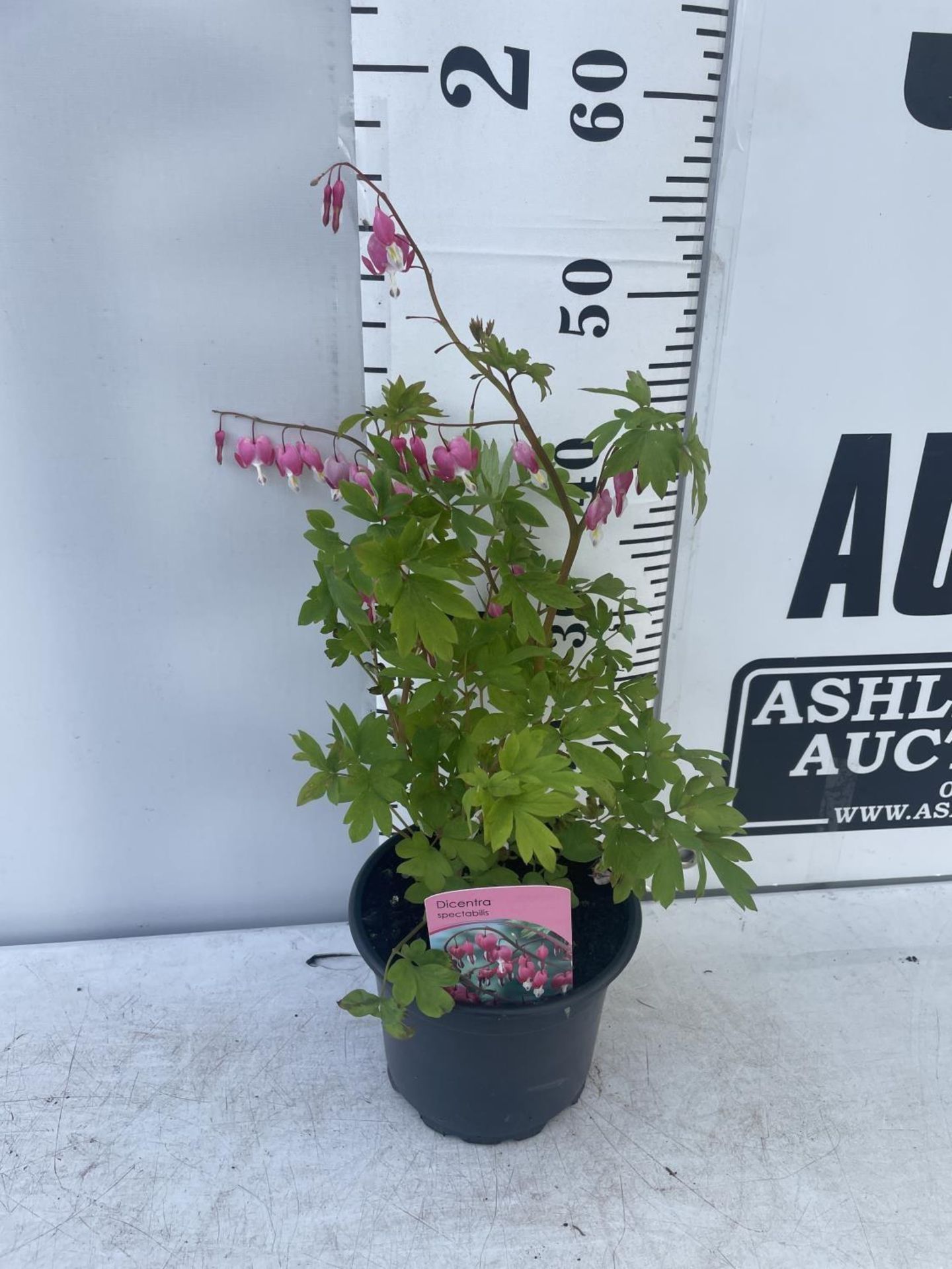 SIX DICENTRA SPECTABILIS BLEEDING HEART 50CM TALL IN 2 LTR POTS TO BE SOLD FOR THE SIX PLUS VAT - Image 5 of 11