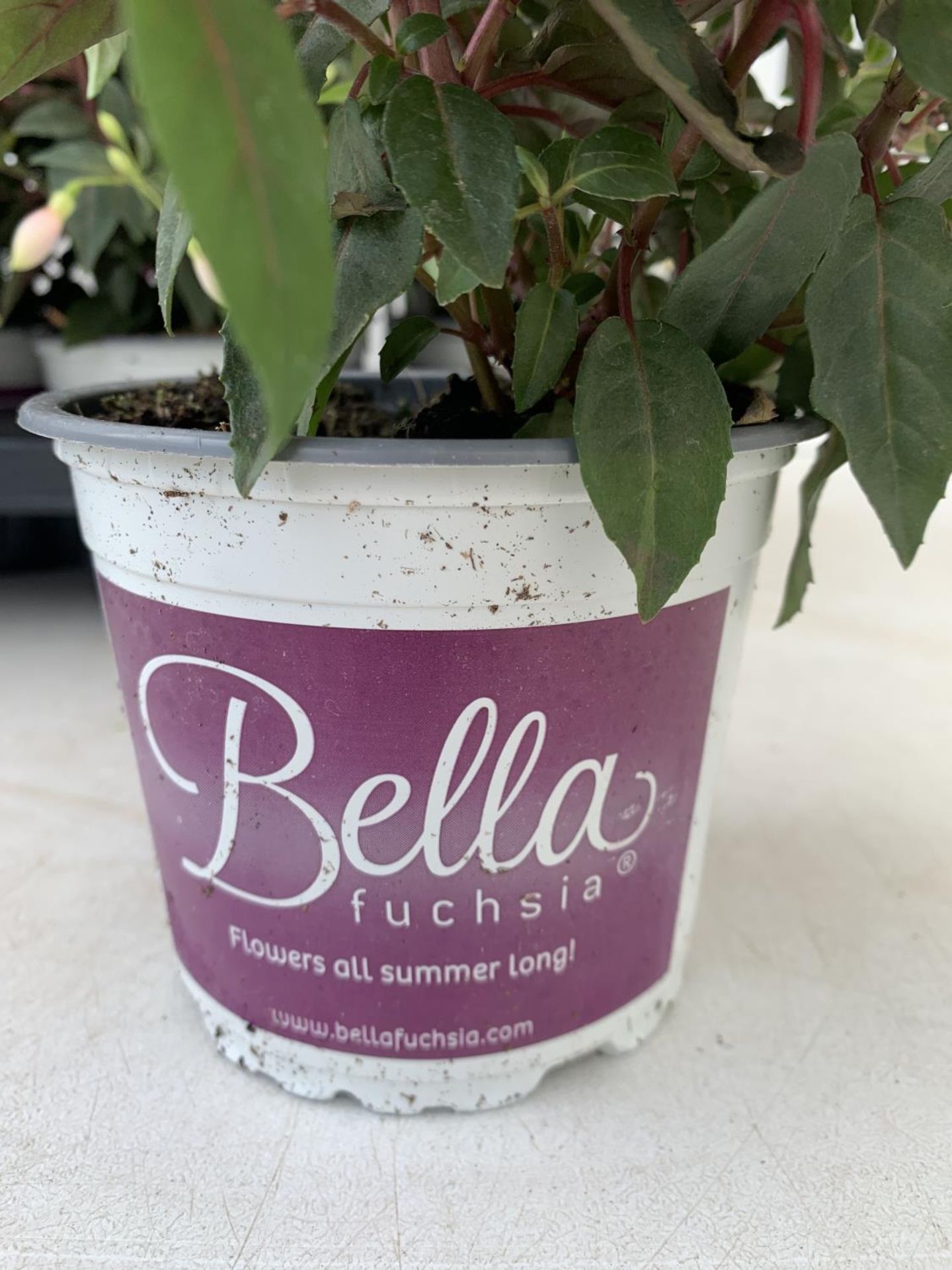 NINE FUCHSIA BELLA PINK IN 20CM POTS 20-30CM TALL TO BE SOLD FOR THE NINE PLUS VAT - Image 5 of 6