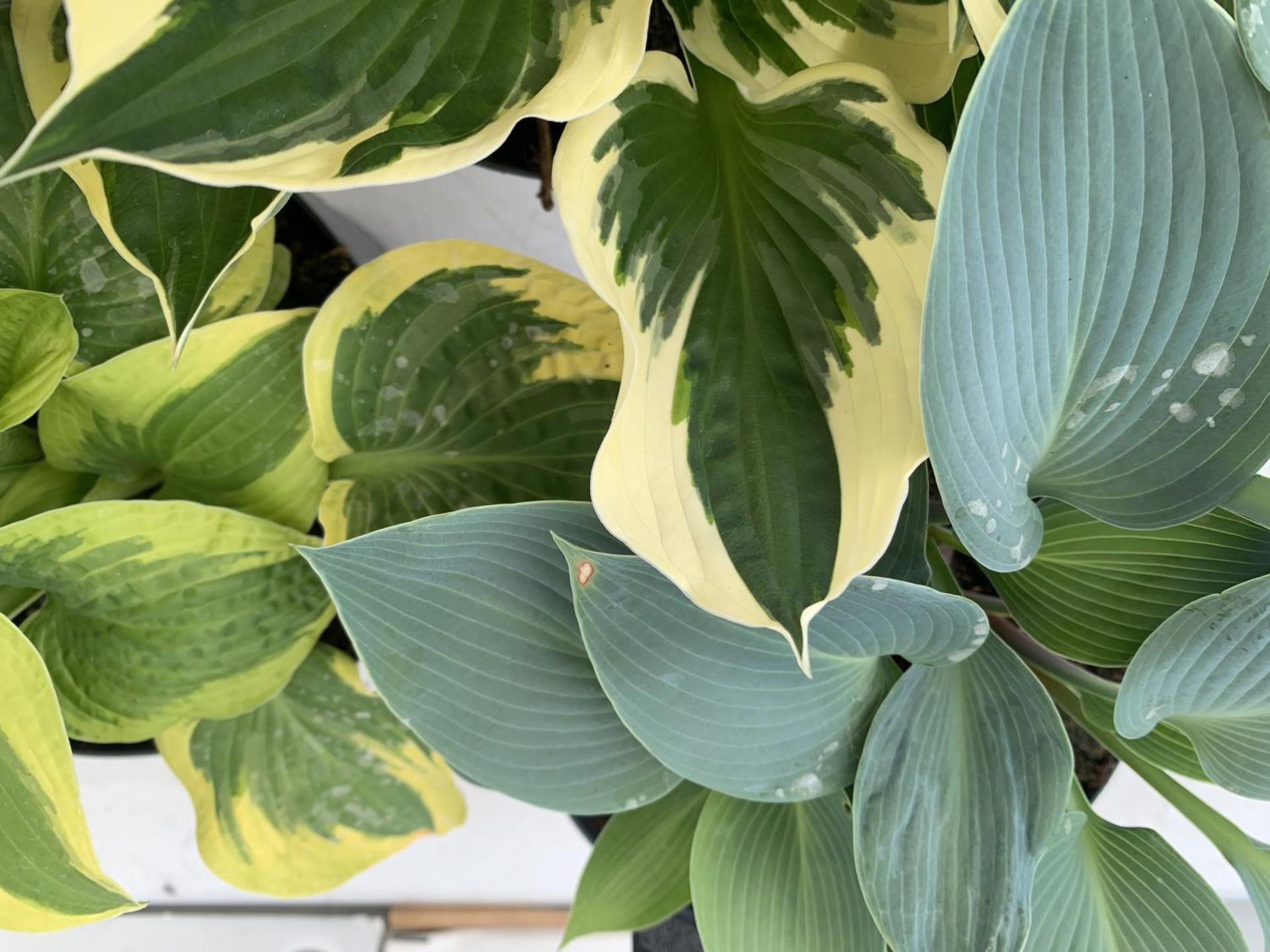 THREE MIXED VARIETY HOSTAS TO INCLUDE WIDE BRIM, HALCYON AND PATRIOT IN 3 LTR POTS 30CM TALL TO BE - Image 3 of 5