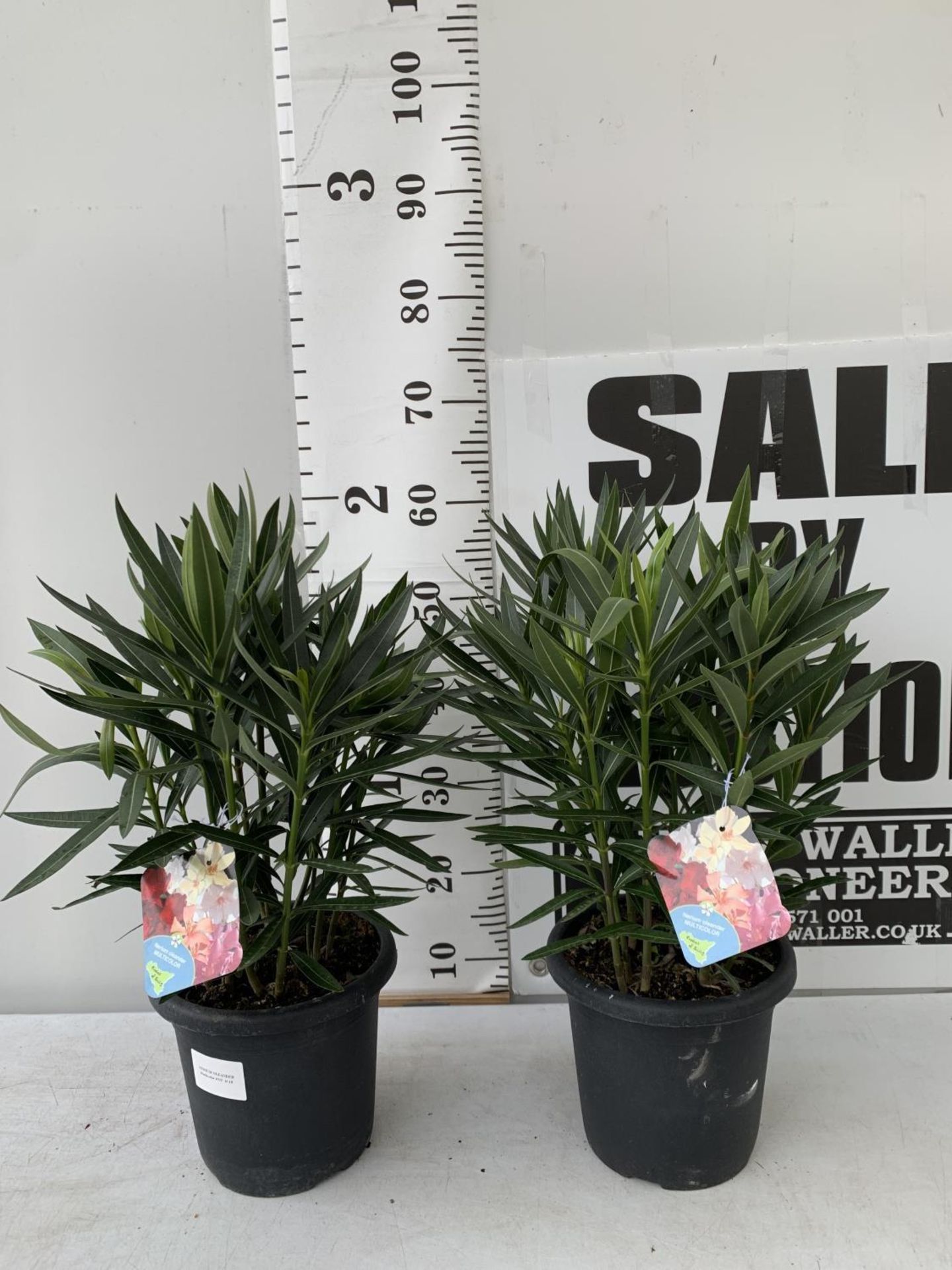 TWO OLEANDER NERIUM SHRUBS MULTICOLOURED APPROX 60CM TALL IN 4 LTR POTS PLUS VAT TO BE SOLD FOR - Image 2 of 10