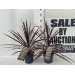 TWO CORDYLINE AUSTRALIS RED STAR IN 2 LTR POTS HEIGHT OVER 60CM PLUS VAT TO BE SOLD FOR THE TWO