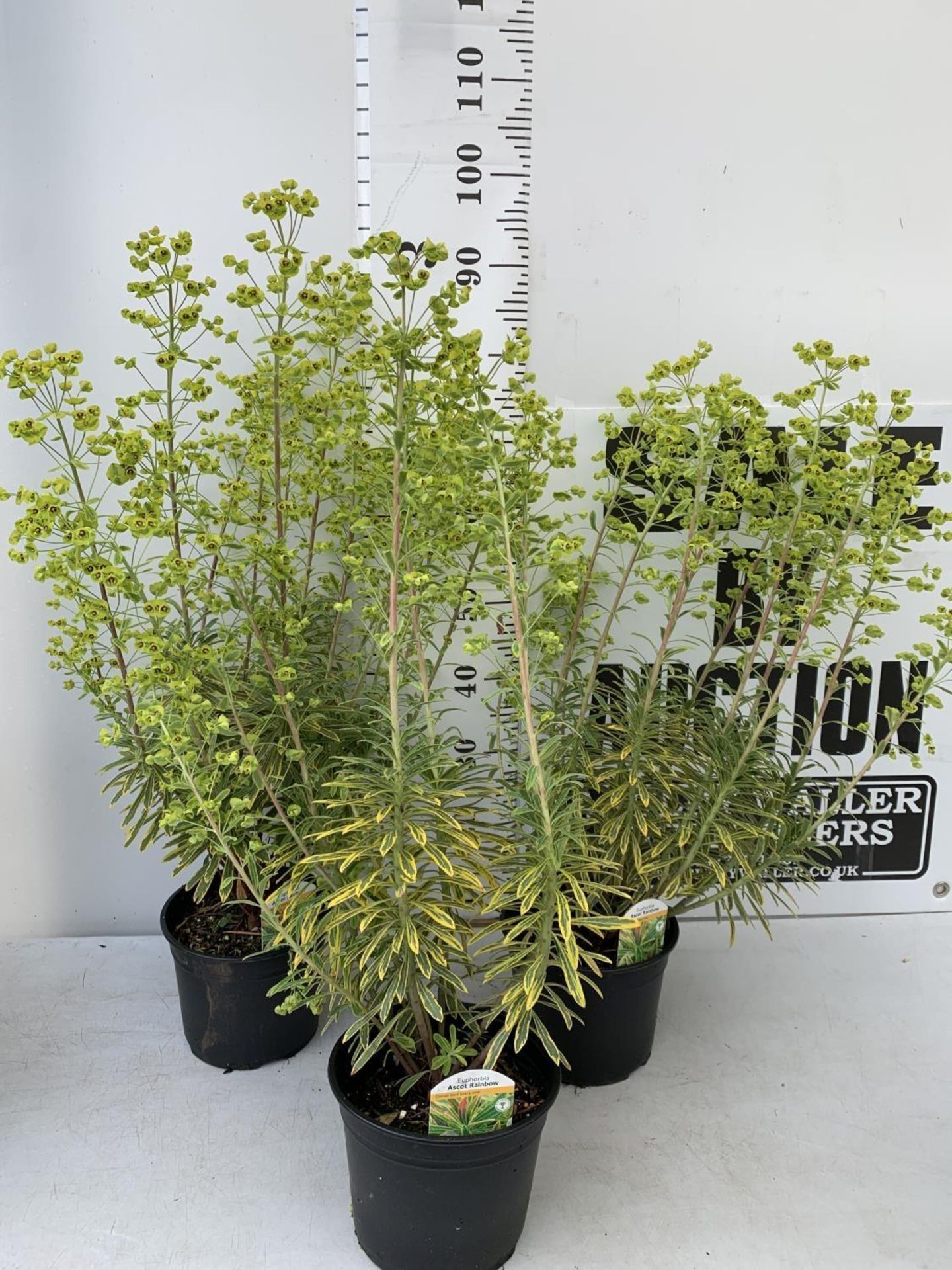 THREE EUPHORBIA ASCOT RAINBOW IN 3 LTR POTS 90CM TALL TO BE SOLD FOR THE THREE PLUS VAT - Image 2 of 5