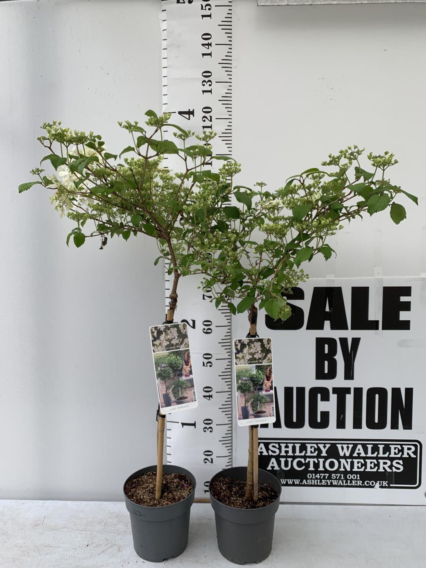 TWO STANDARD VIBERNUM PLICATUM WATANABE IN 3 LTR POTS 100CM TALL PLUS VAT TO BE SOLD FOR THE TWO - Image 2 of 15
