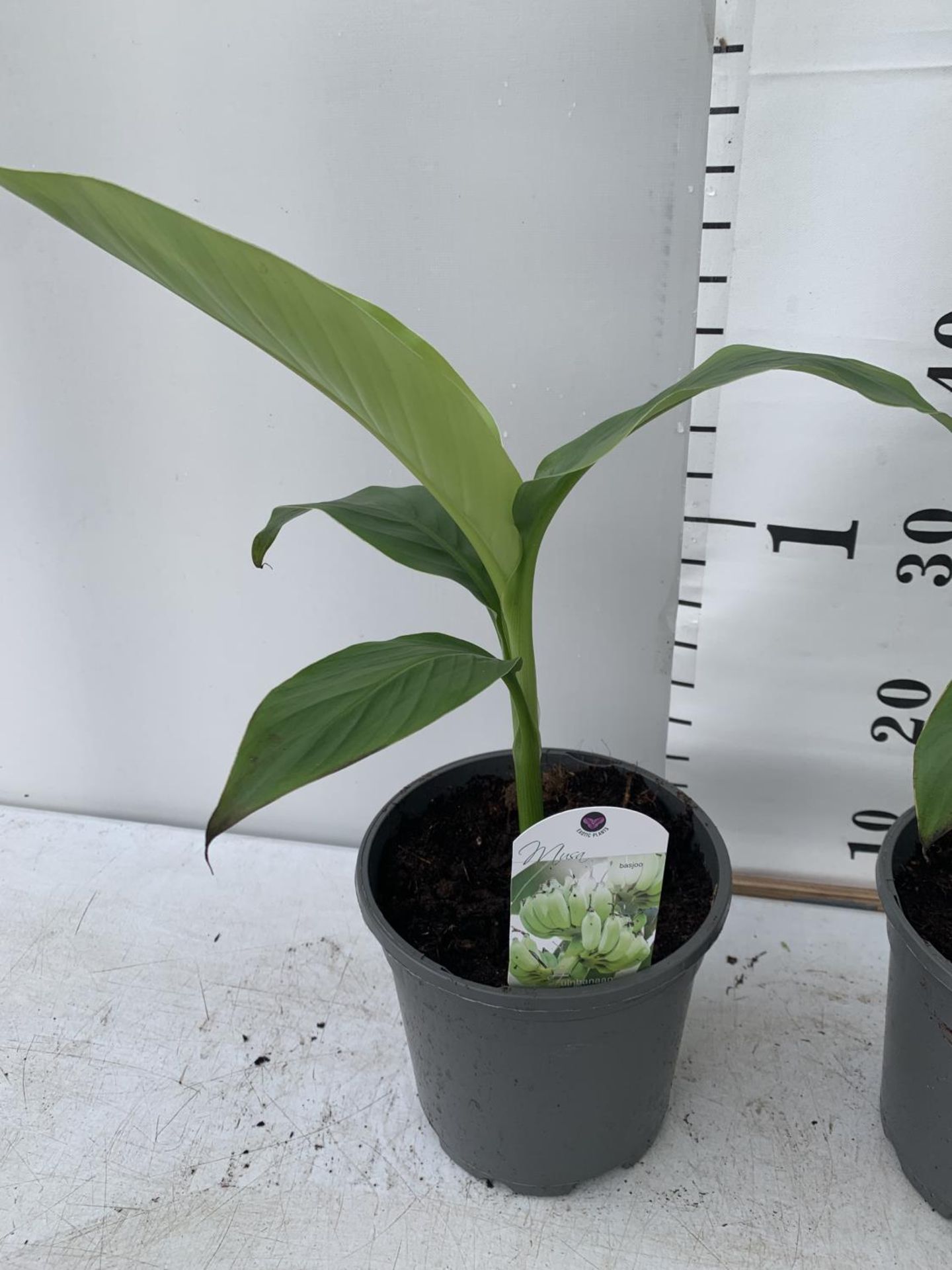 TWO MUSA BASJOO BANANA PLANTS IN 2 LTR POTS 40CM TALL TO BE SOLD FOR THE TWO NO VAT - Image 2 of 5